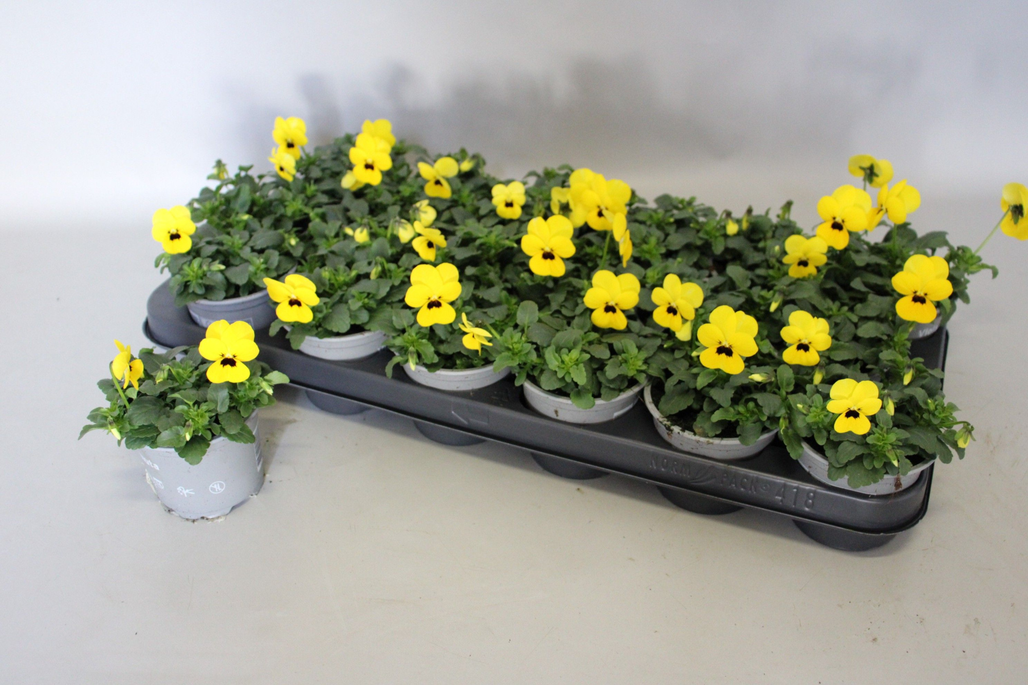 Viola cornuta 9 cm Yellow with Blotch, D 9 cm