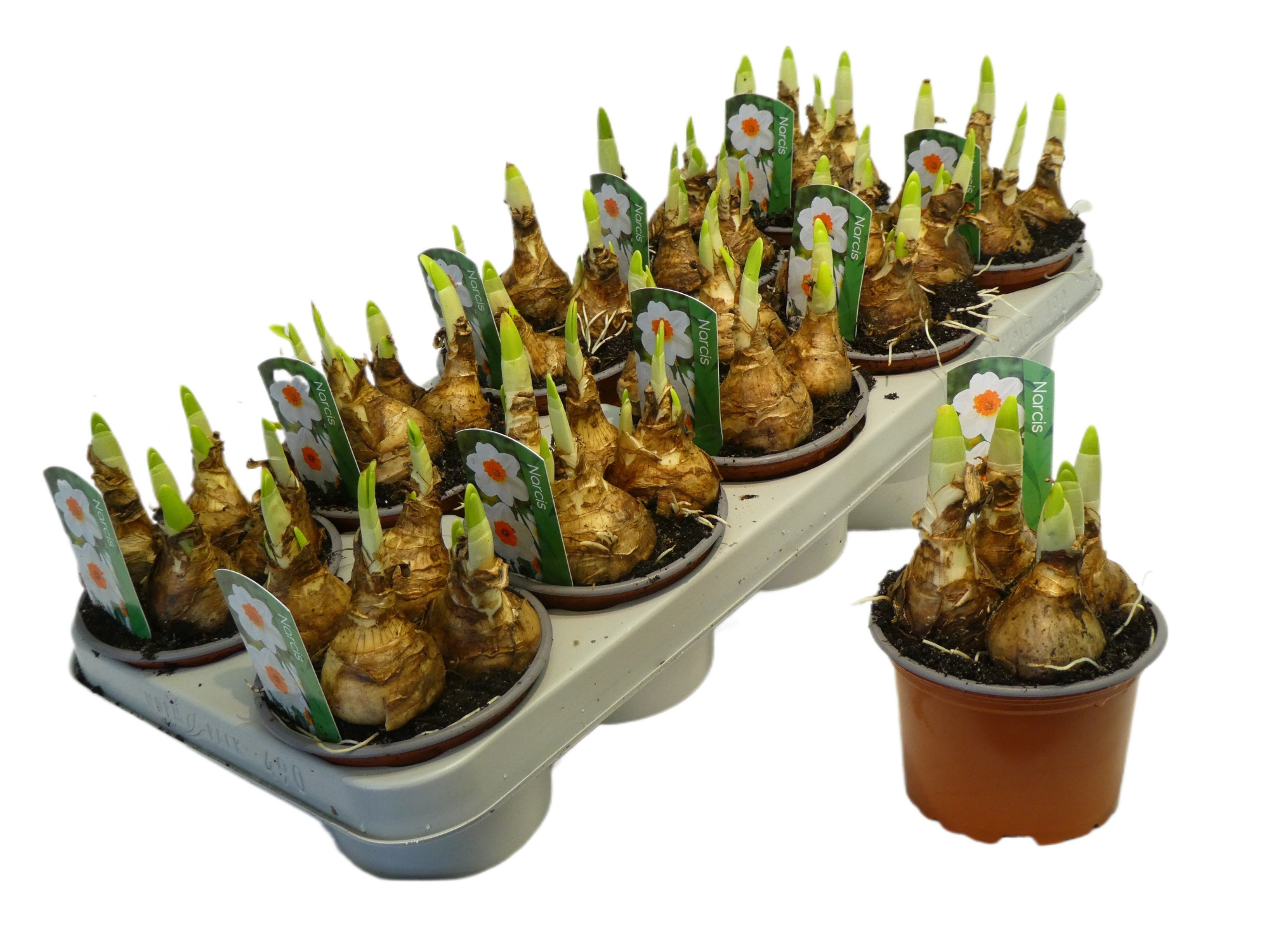 bernett browning 12cm, D 12