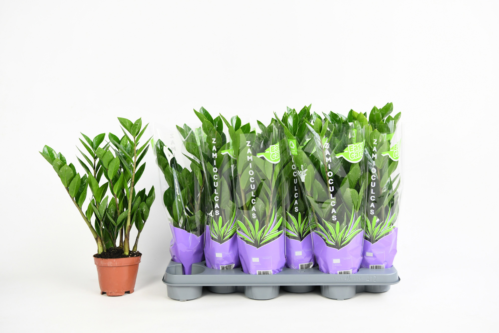 Zamioculcas 10,5 4 veren, D 10,5