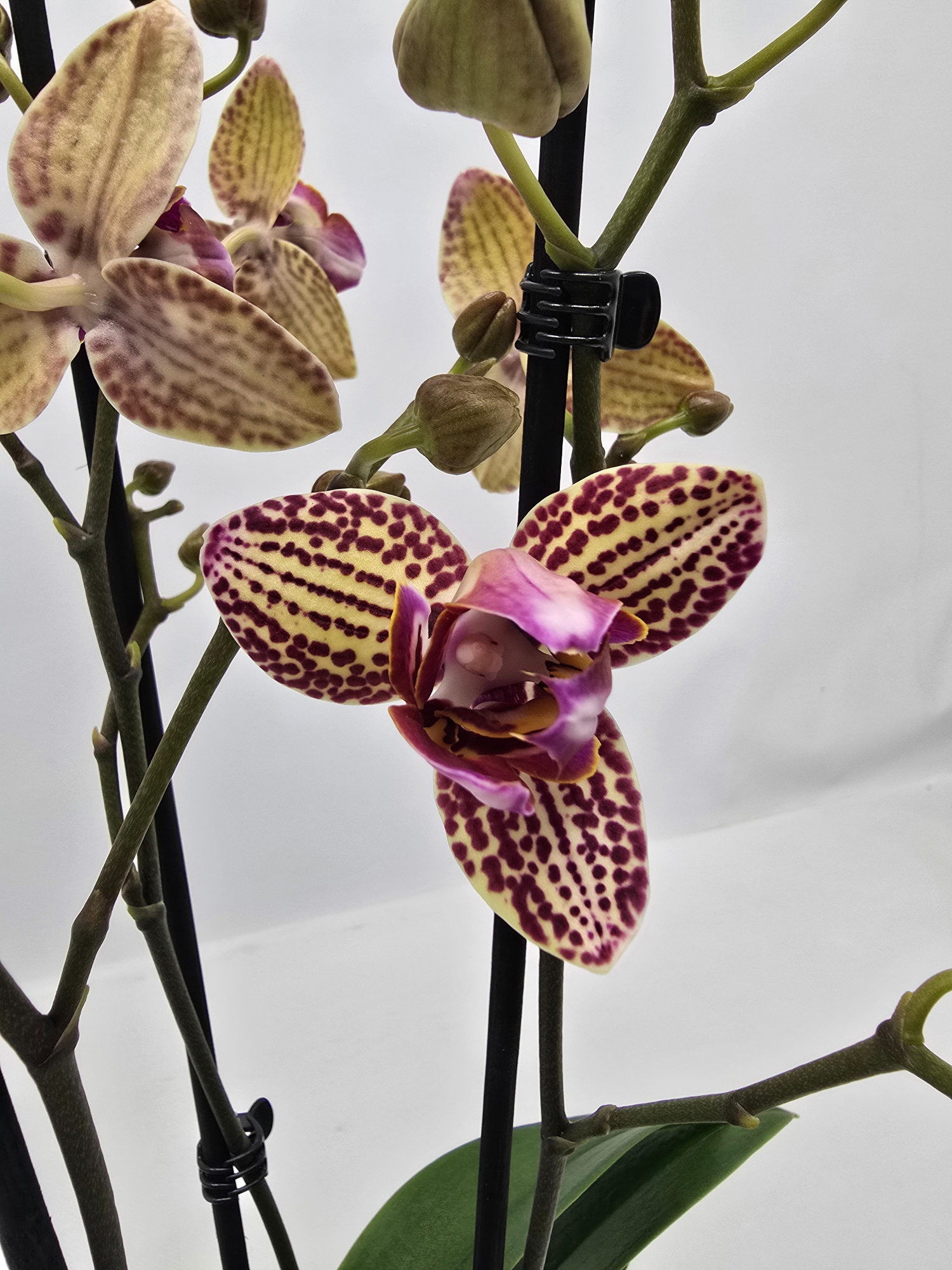 Limited 25 week 43, D 12 cm