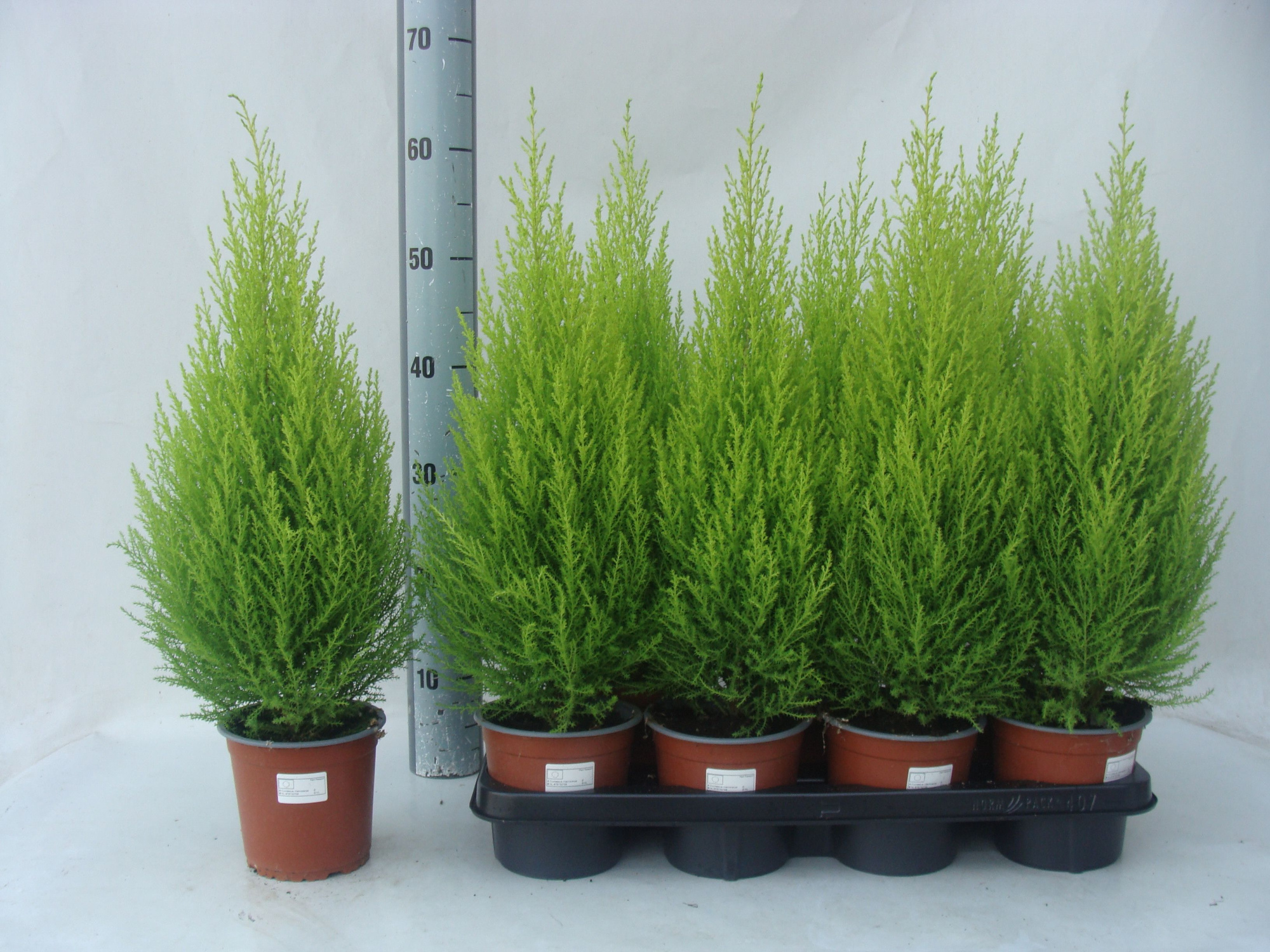 Goldcrest Wilma 14 cm 60 cm, D 14 cm