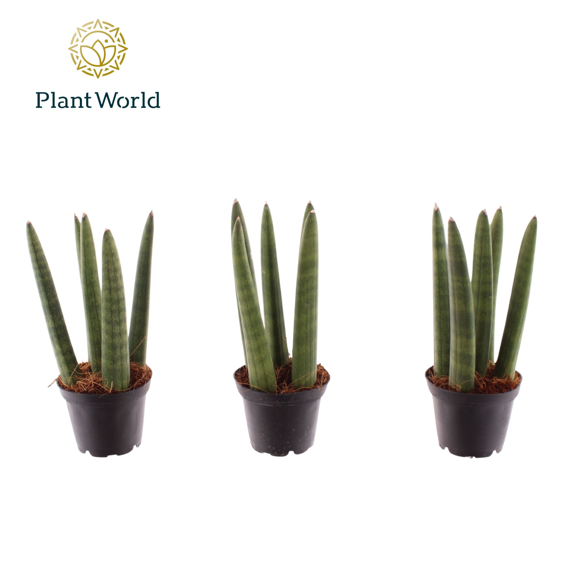 Sansevieria Spaghetti 7 cm, D 7 cm