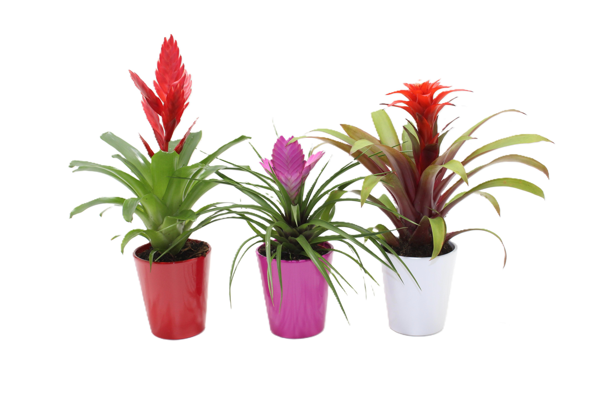 Bromelia Adventure 10.5cm Coco Love (Met Hoes), D 10,5