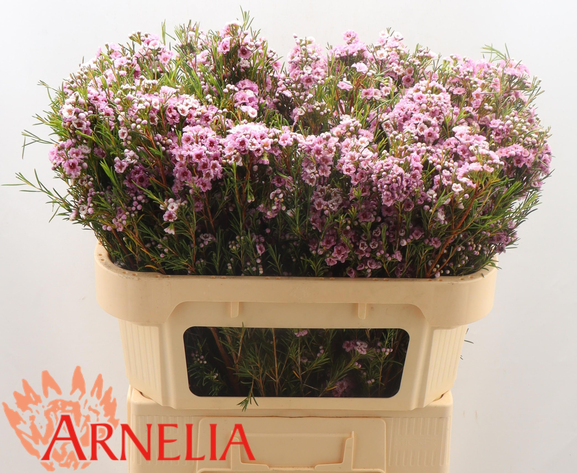 Шамелациум Жизель 70, шт.