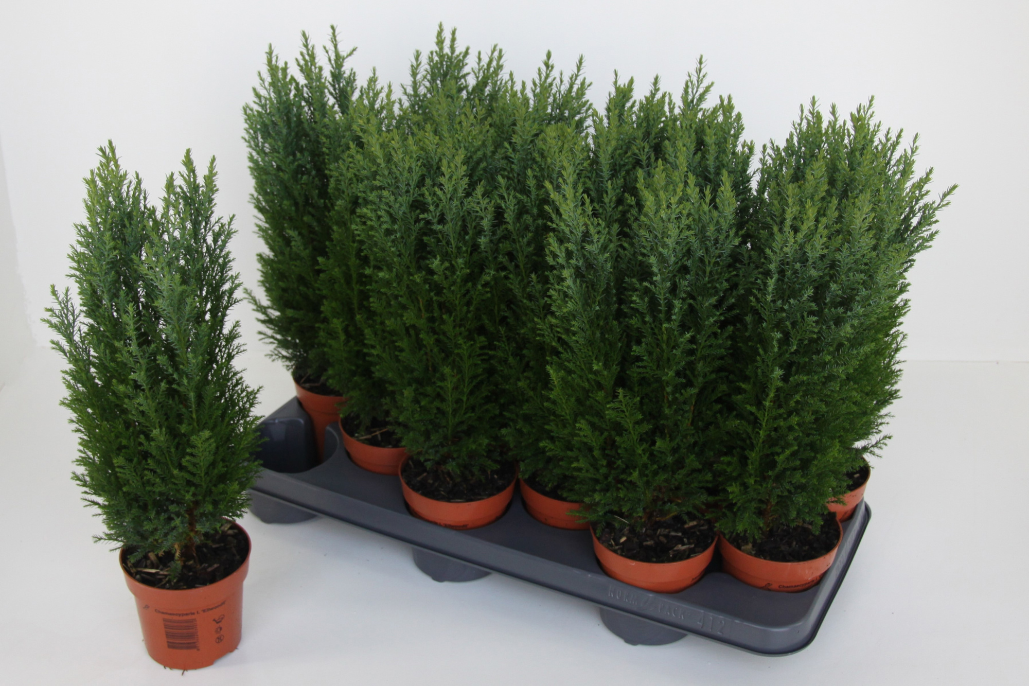 Chamaecyparis lawsoniana 'Ellwoodii', D 10,5 cm