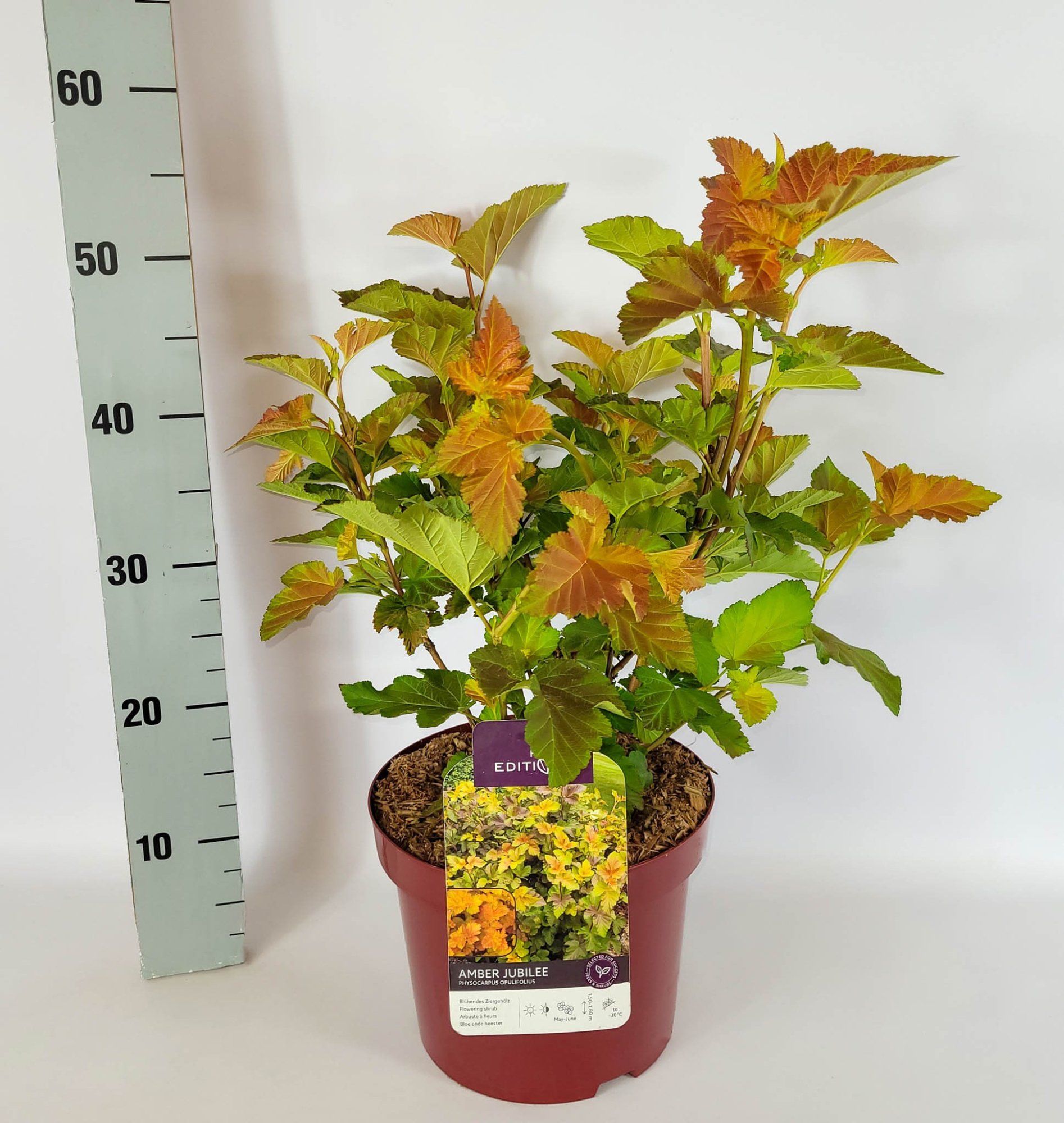 Physocarpus opulifolius 'Amber Jubilee' (R) C5 40-60, D 23 cm