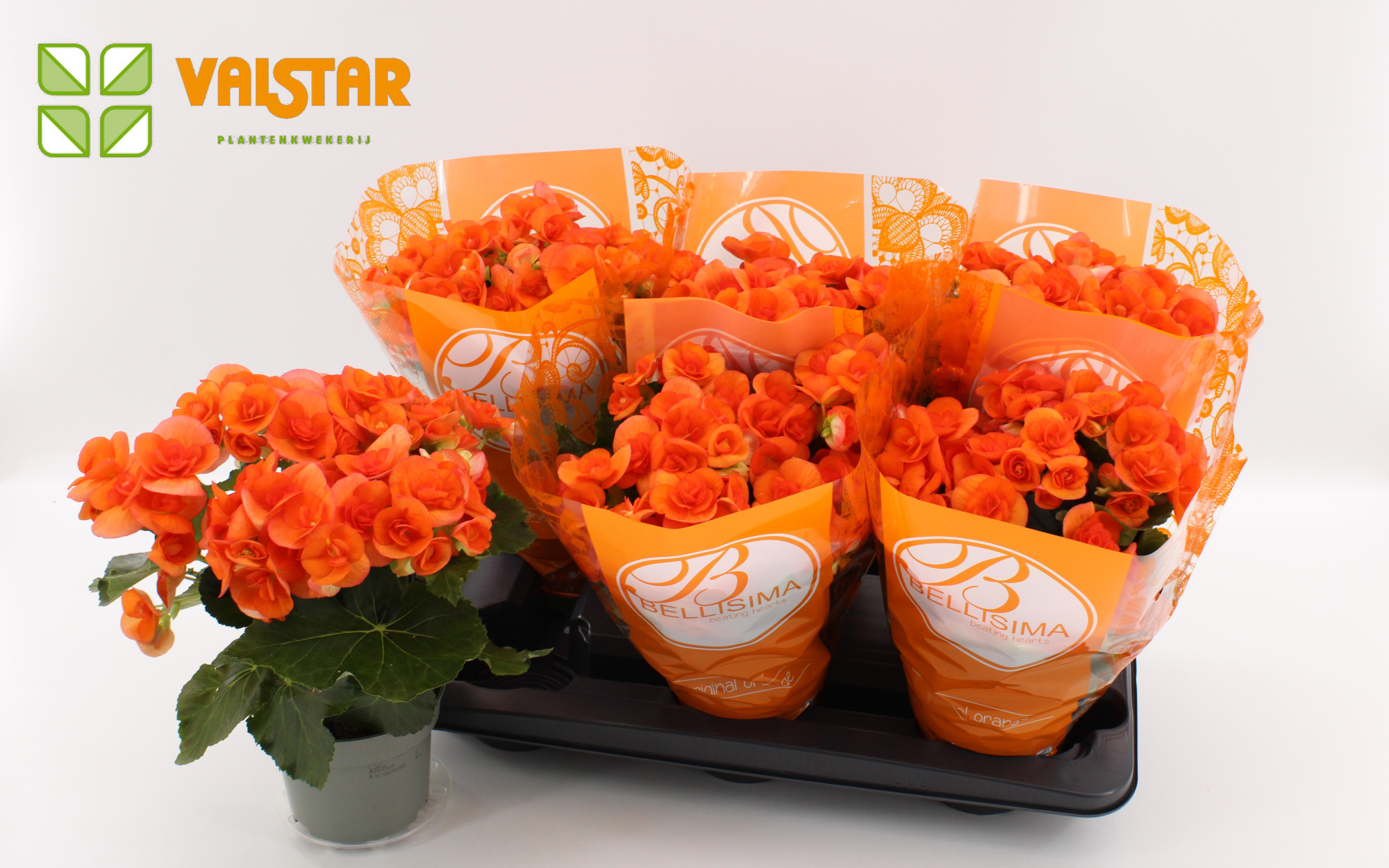 Begonia 13cm Bellisima hoes Ton sur Ton Batik Orange, D 13