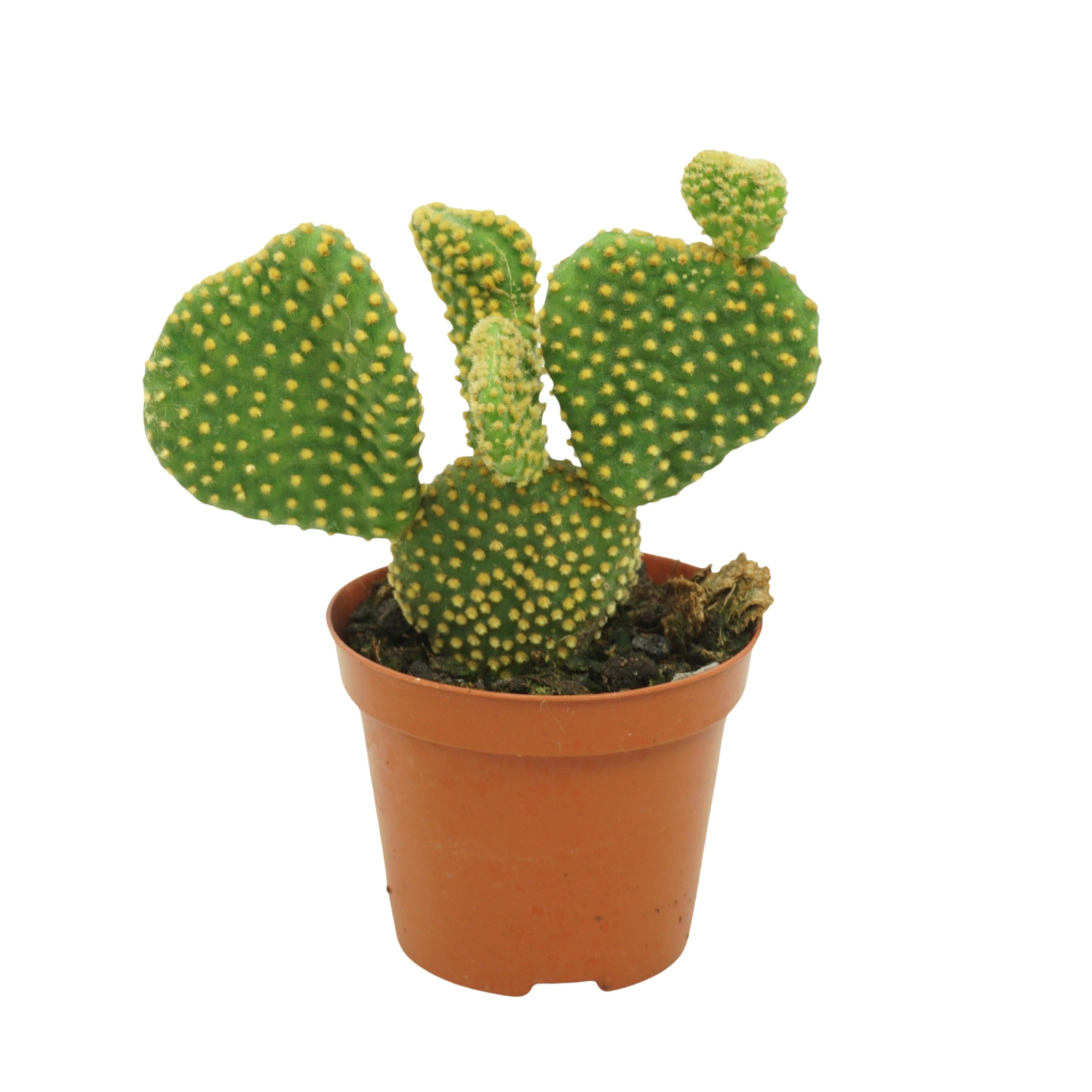 Opuntia cristata 8,5 cm, D 8,5