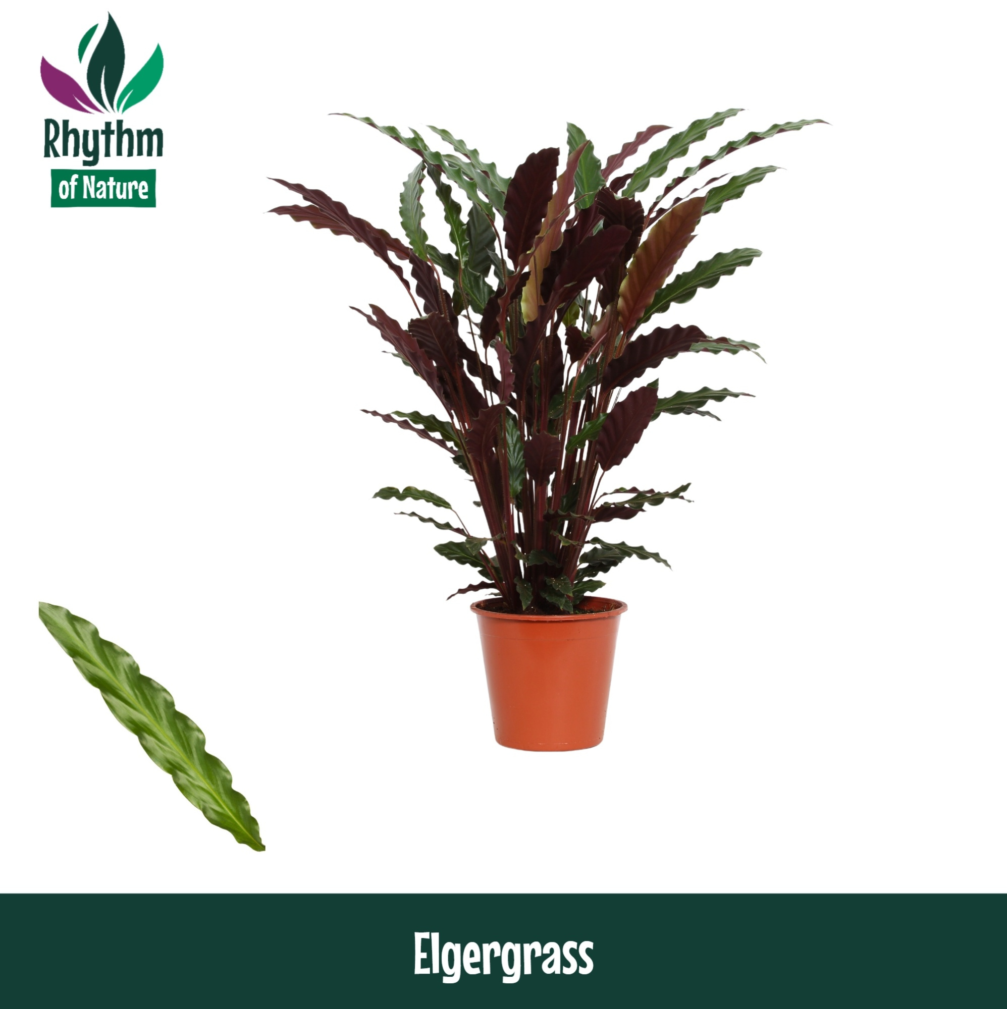 Calathea 17cm Elgergrass Rhythm of Nature, D 17 cm