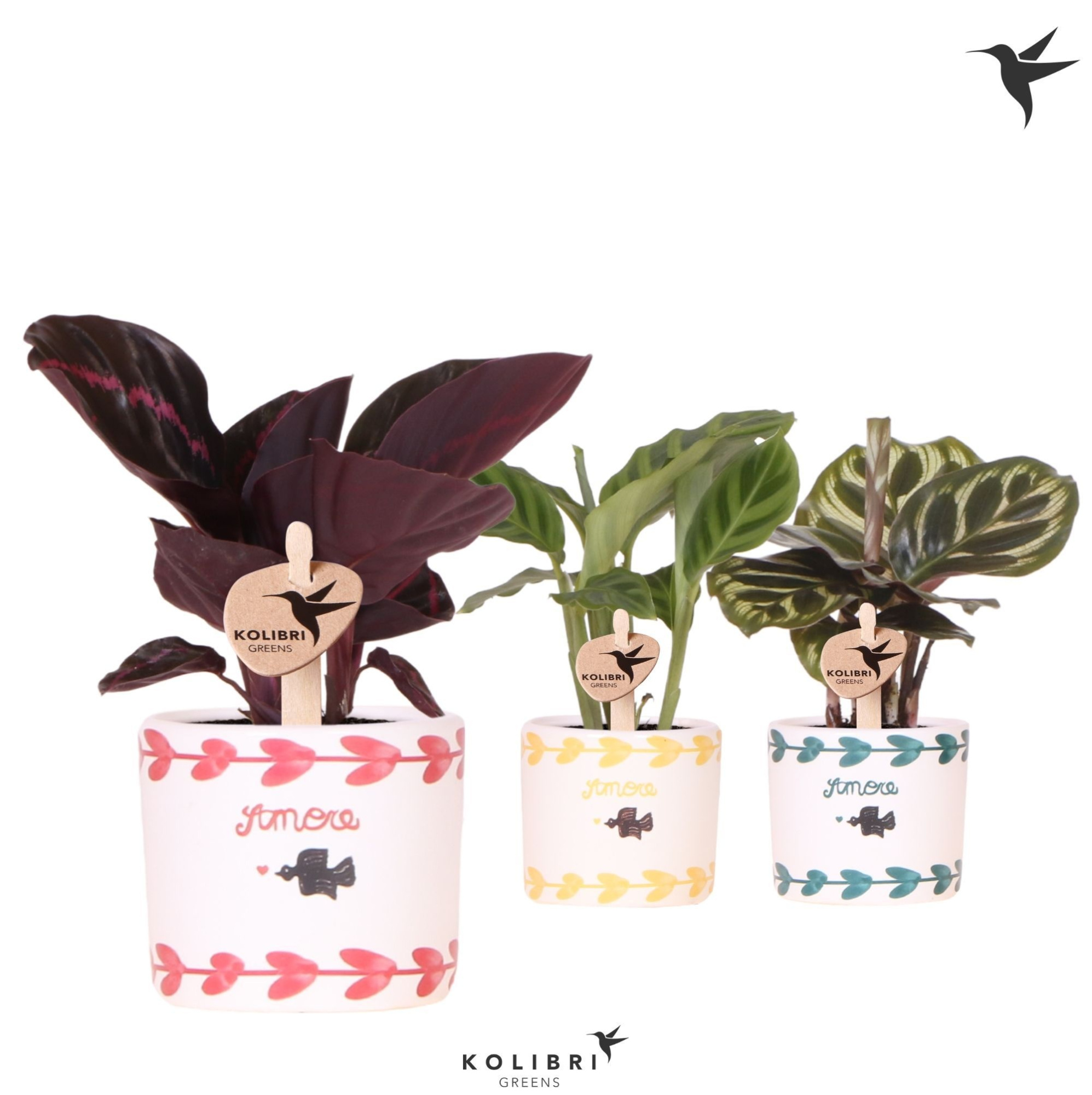 Kolibri Greens Calathea mix in Amore pot mix, D 6