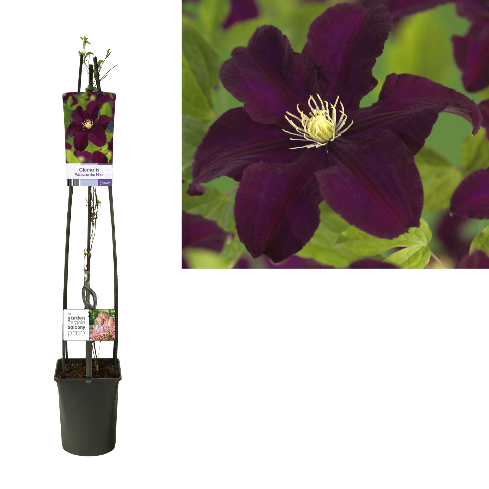 Clematis 'Warszawska Nike' +light label, D 23