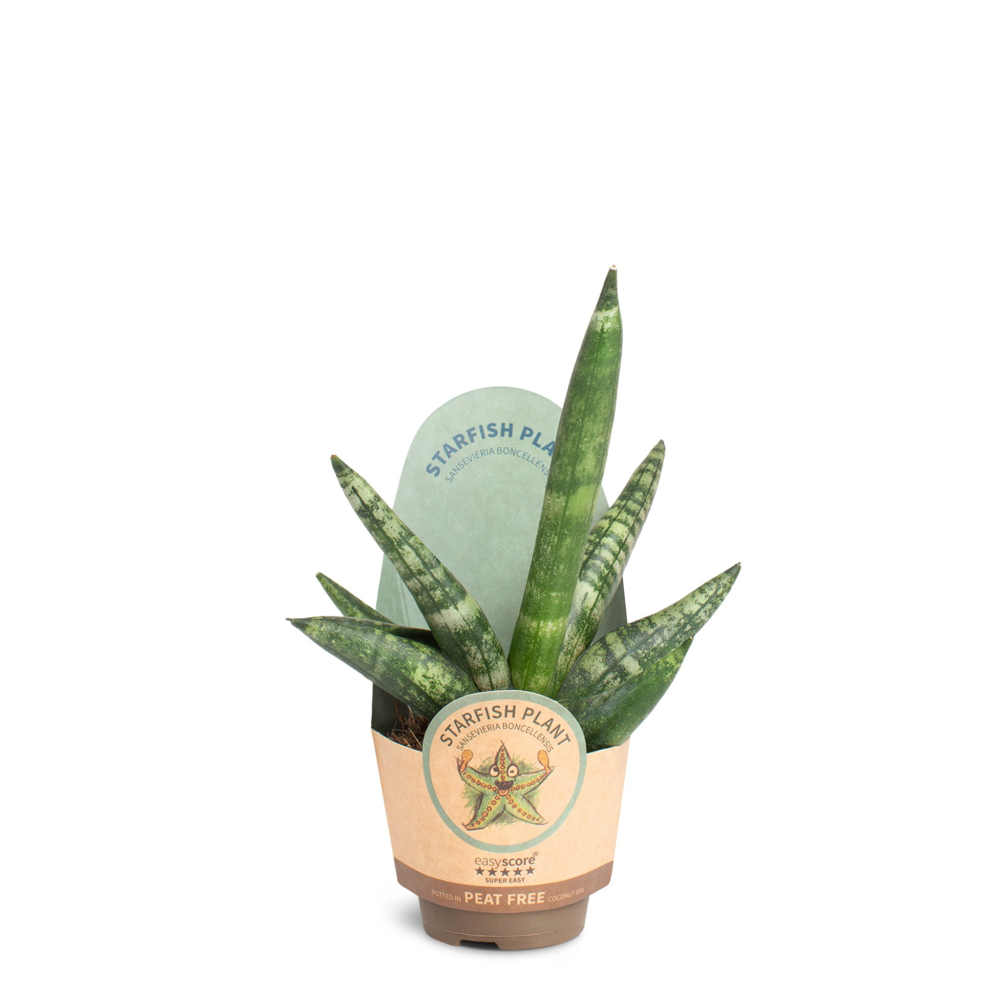 Sansevieria boncellensis, D 6