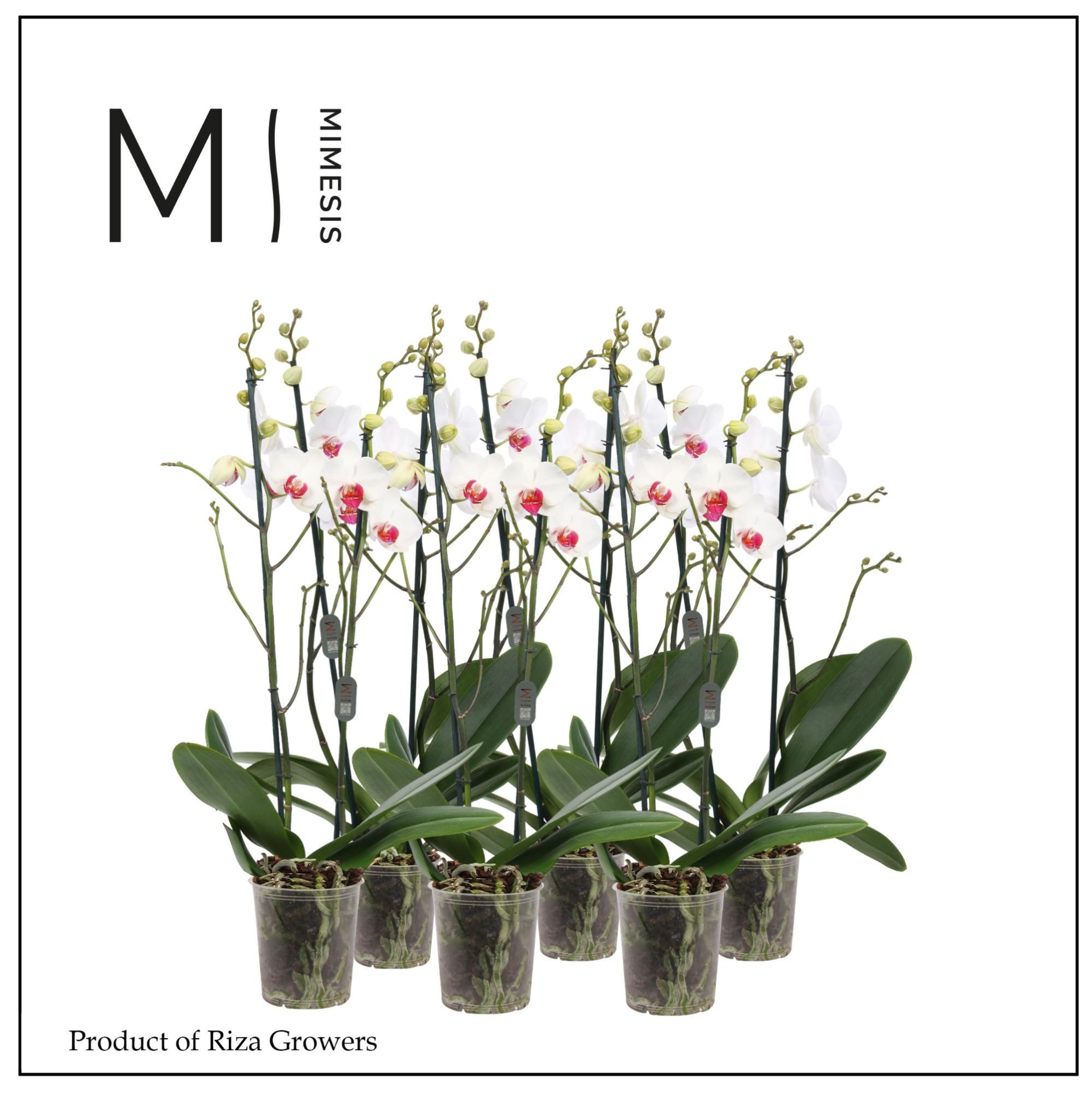 Phalaenopsis Red Lip 2 spike - 12cm | Mimesis, D 12 cm