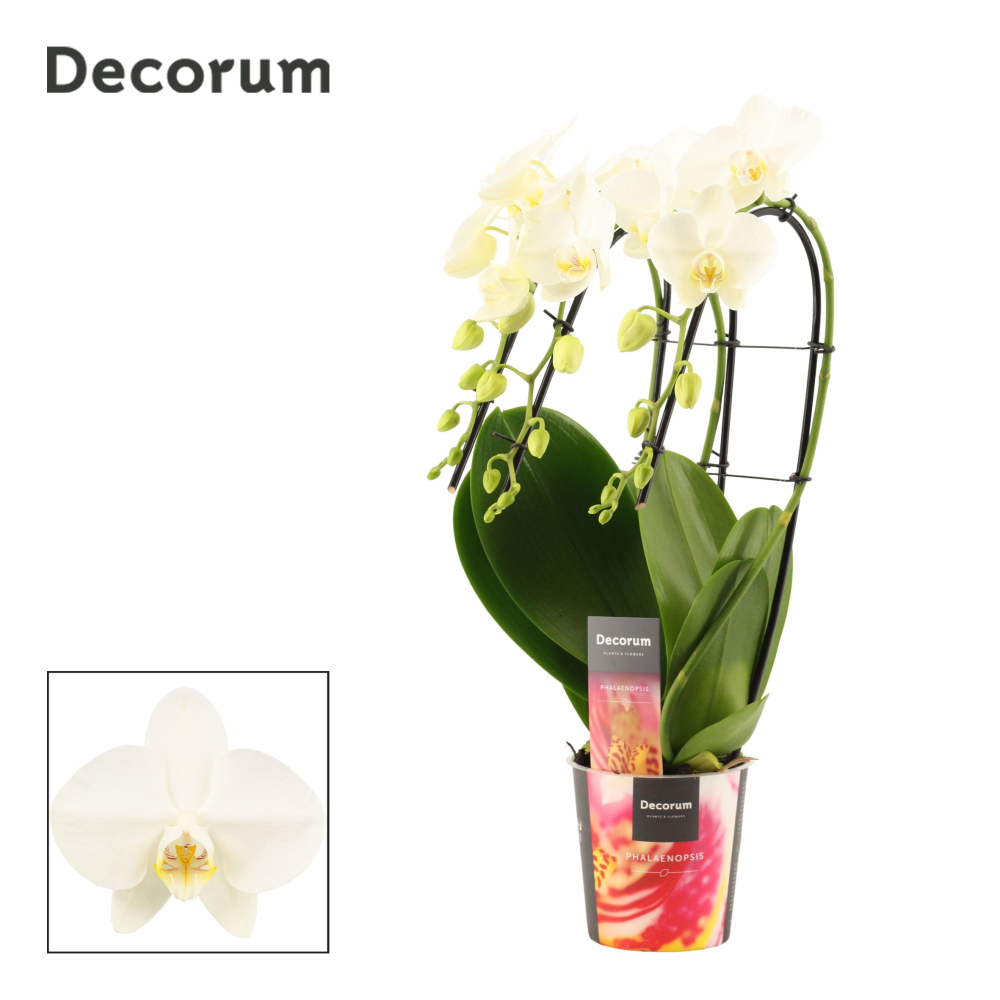 Phalaenopsis triple cascade wit (Decorum), D 12
