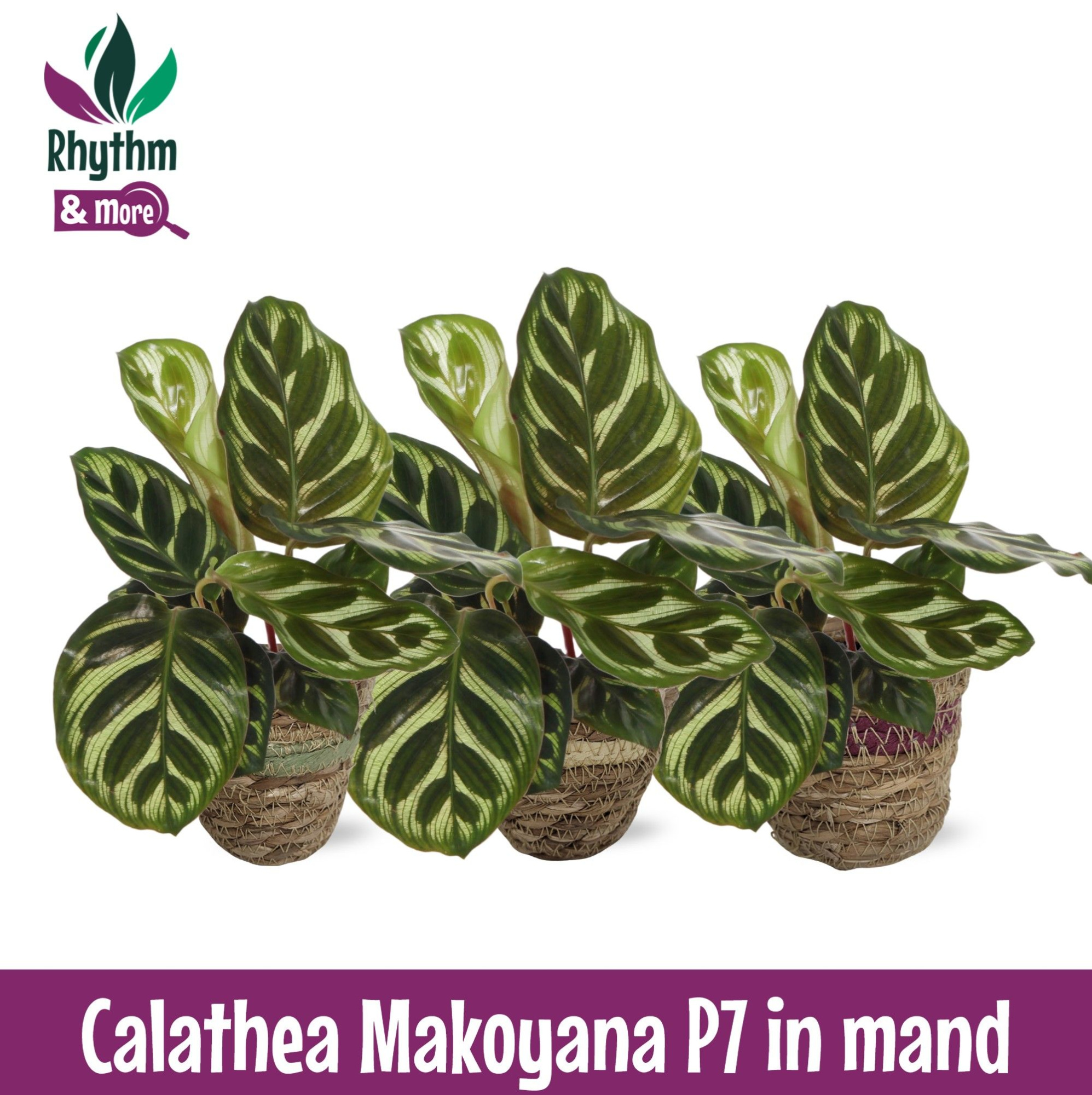 Calathea 7cm Makoyana in Mand, D 7 cm