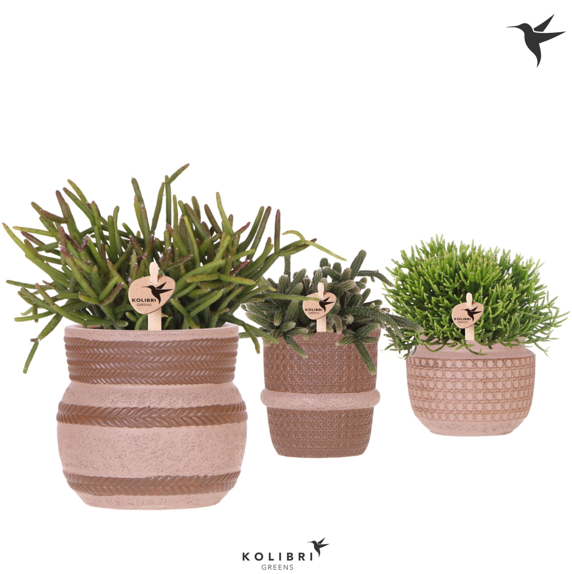 Kolibri Greens Rhipsalis mix in Ethnic pot sand mix, D 9 cm