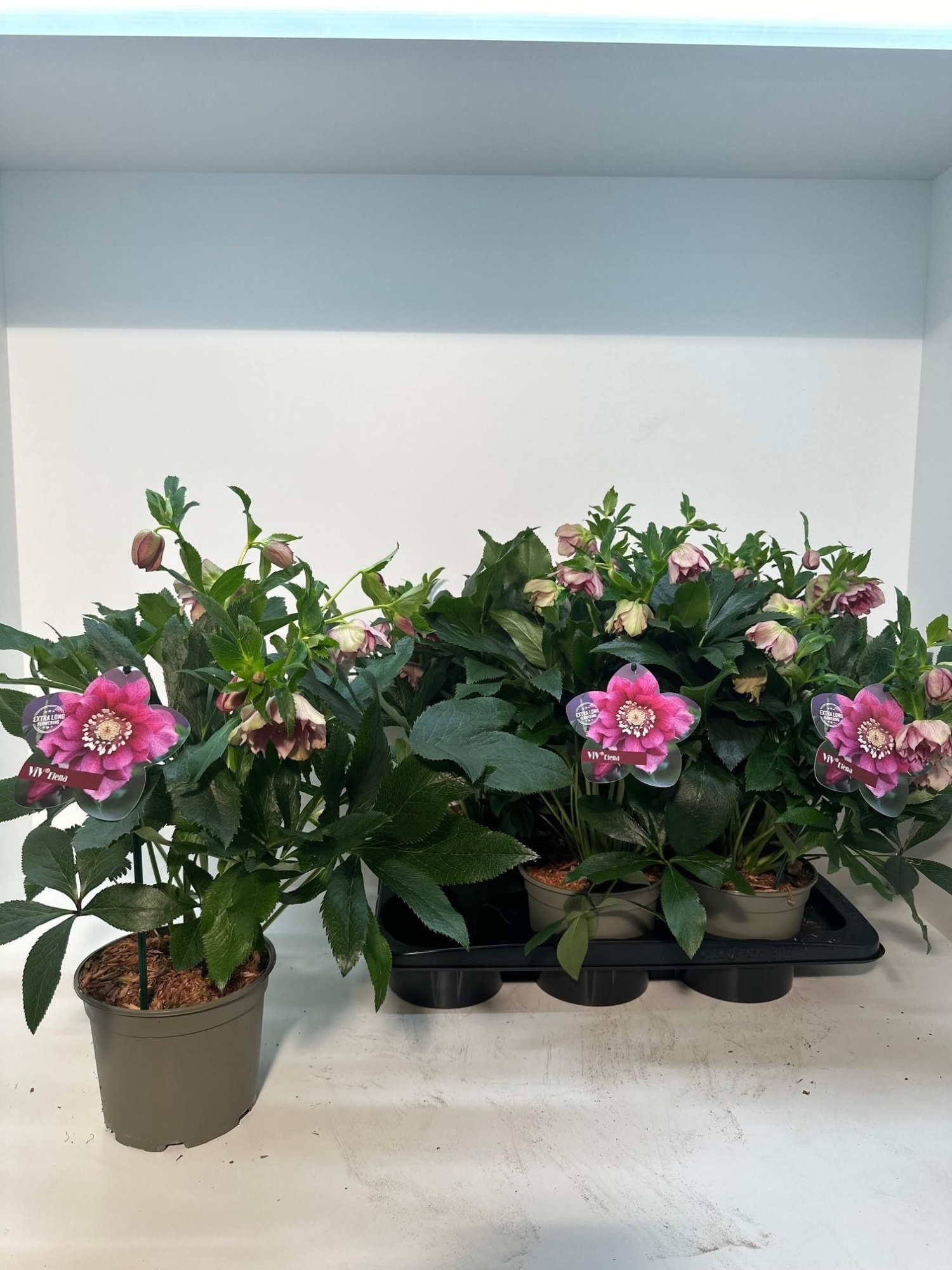 Helleborus orientalis ViV 'Elena', D 17 cm