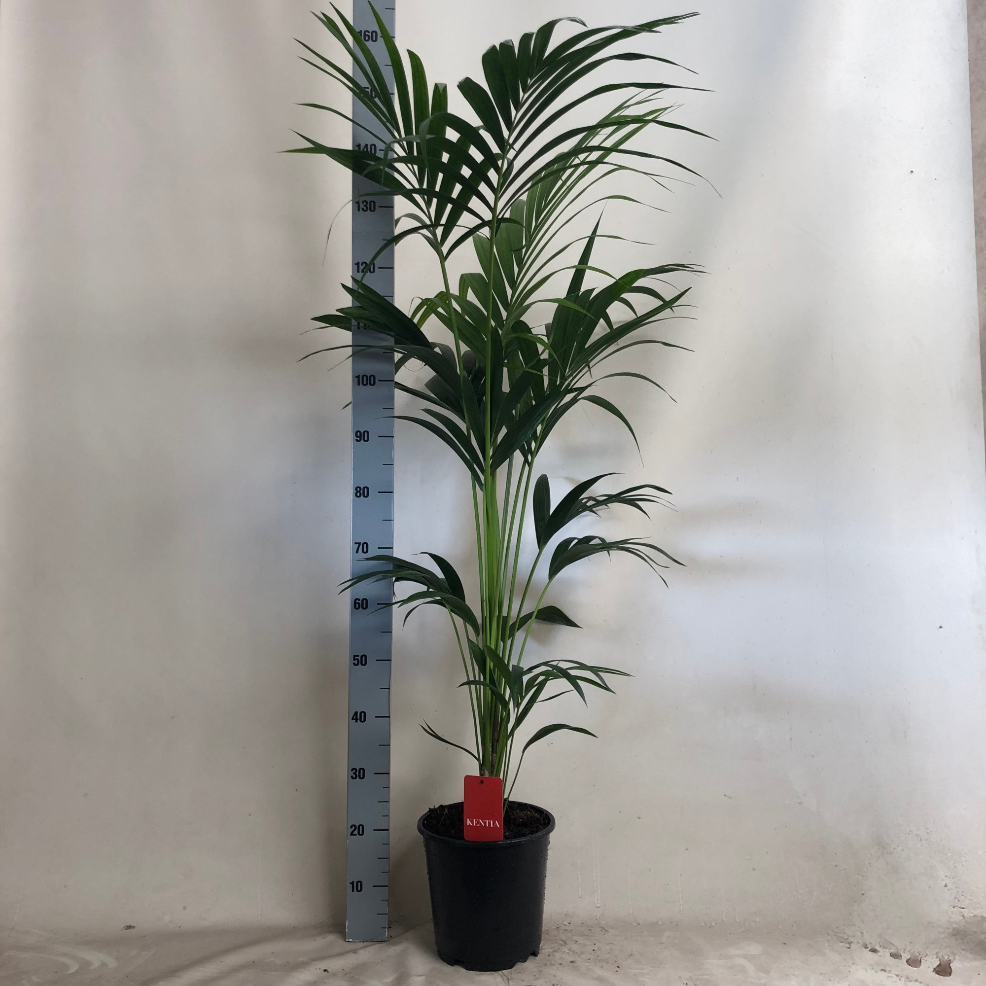 KENTIA - P24 H160 - 5PP - EcoLine (Howea forsteriana), D 24 cm