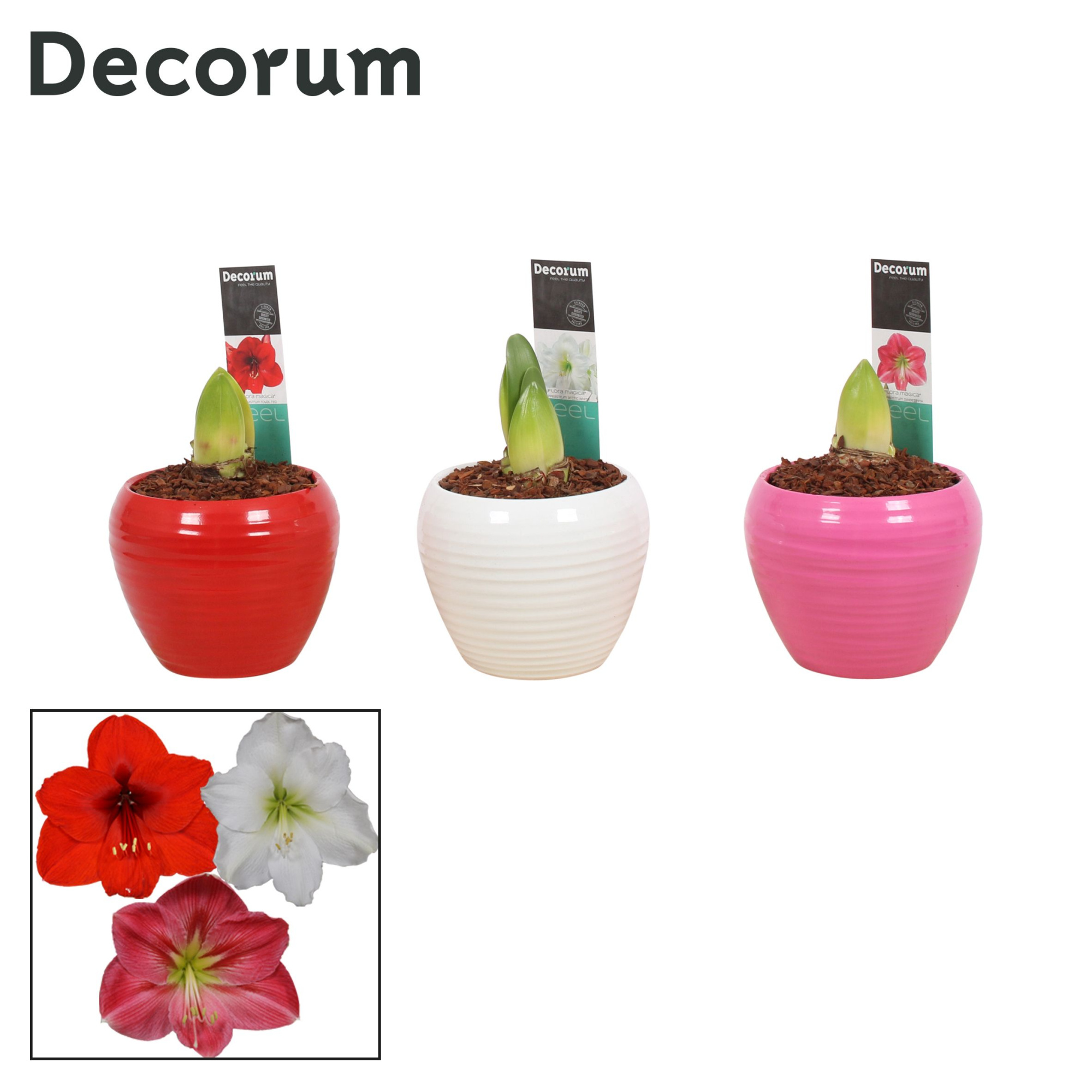 Amaryllis Mix 2 Knop in Ompot Melanie (Decorum), D 12 cm