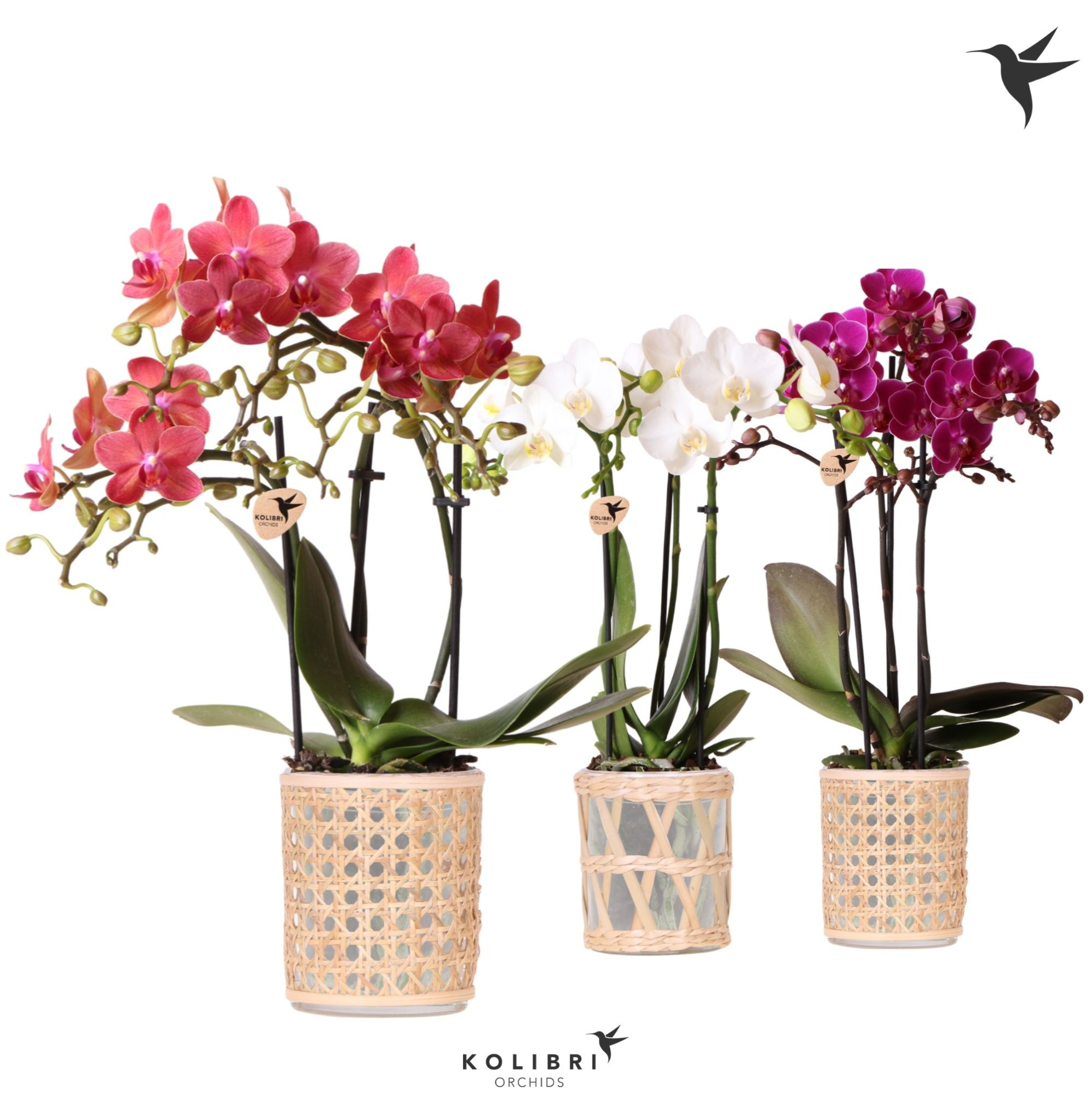 Kolibri Orchids Phalaenopsis mix 3 spike in Rotan pot mix, D 9 cm
