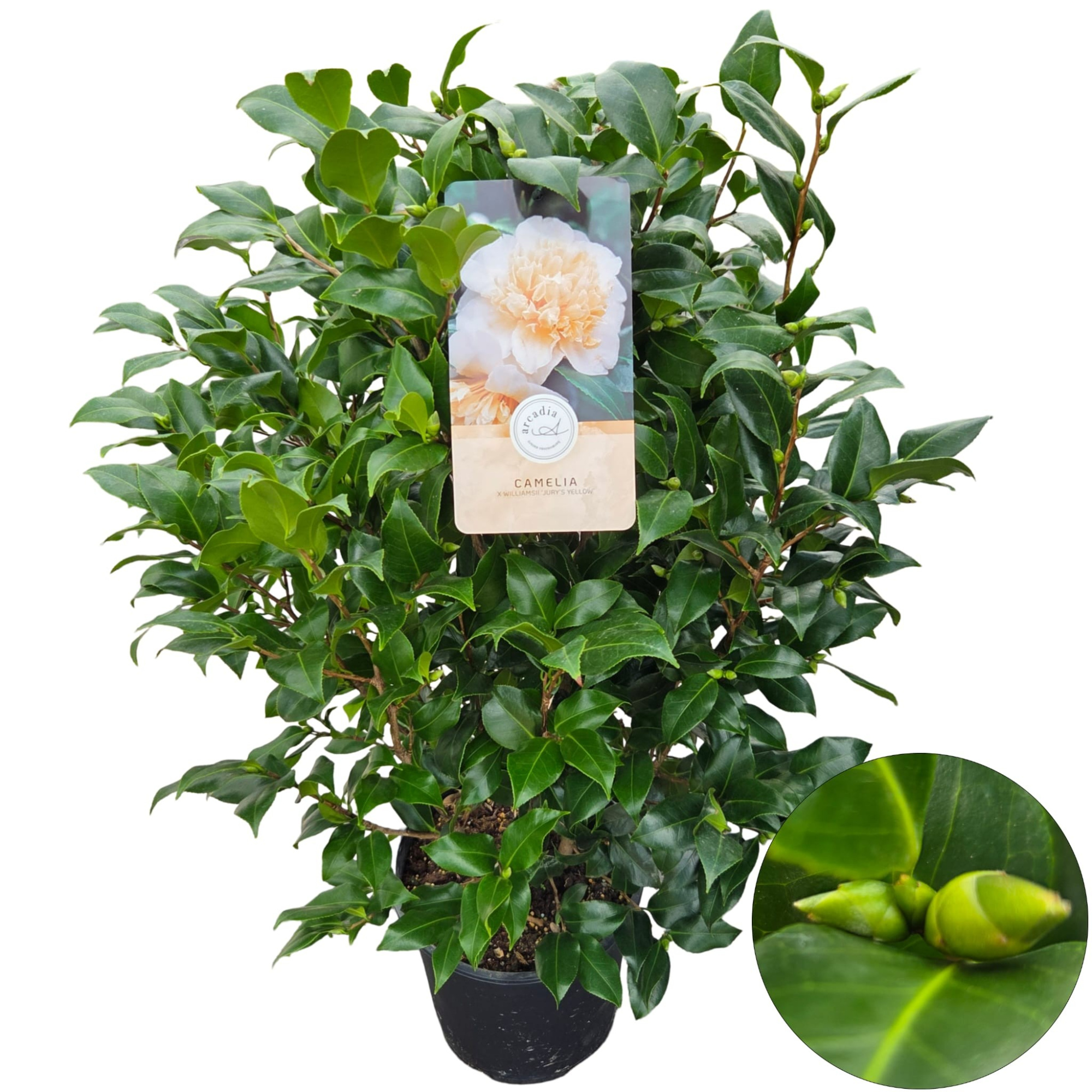 Camellia jap. 'Yellow', D 29