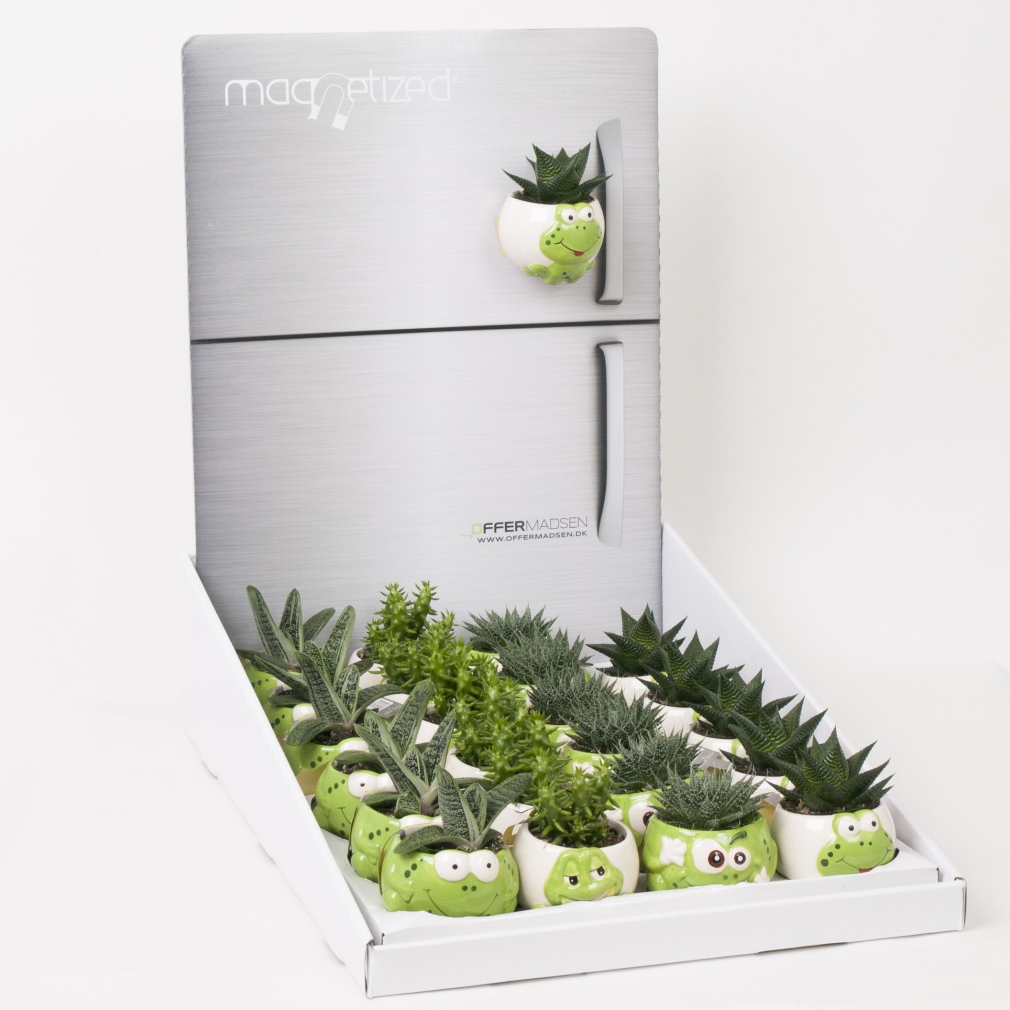 Magnetized Frogs in Display with Succulent mix, D 6 cm