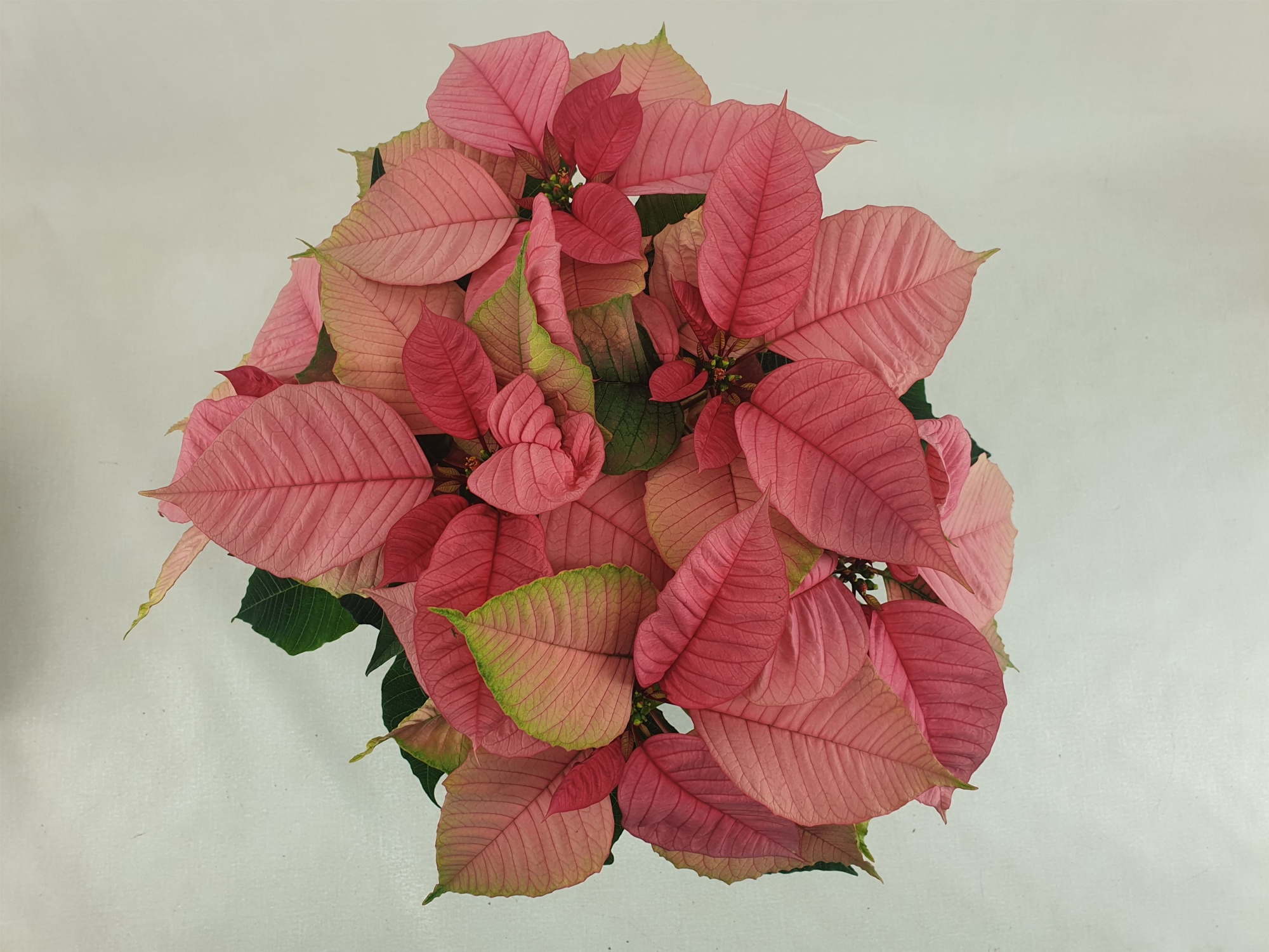 Poin Christmas Feelings Pink pot 13 cm (Euphorbia), D 13 cm