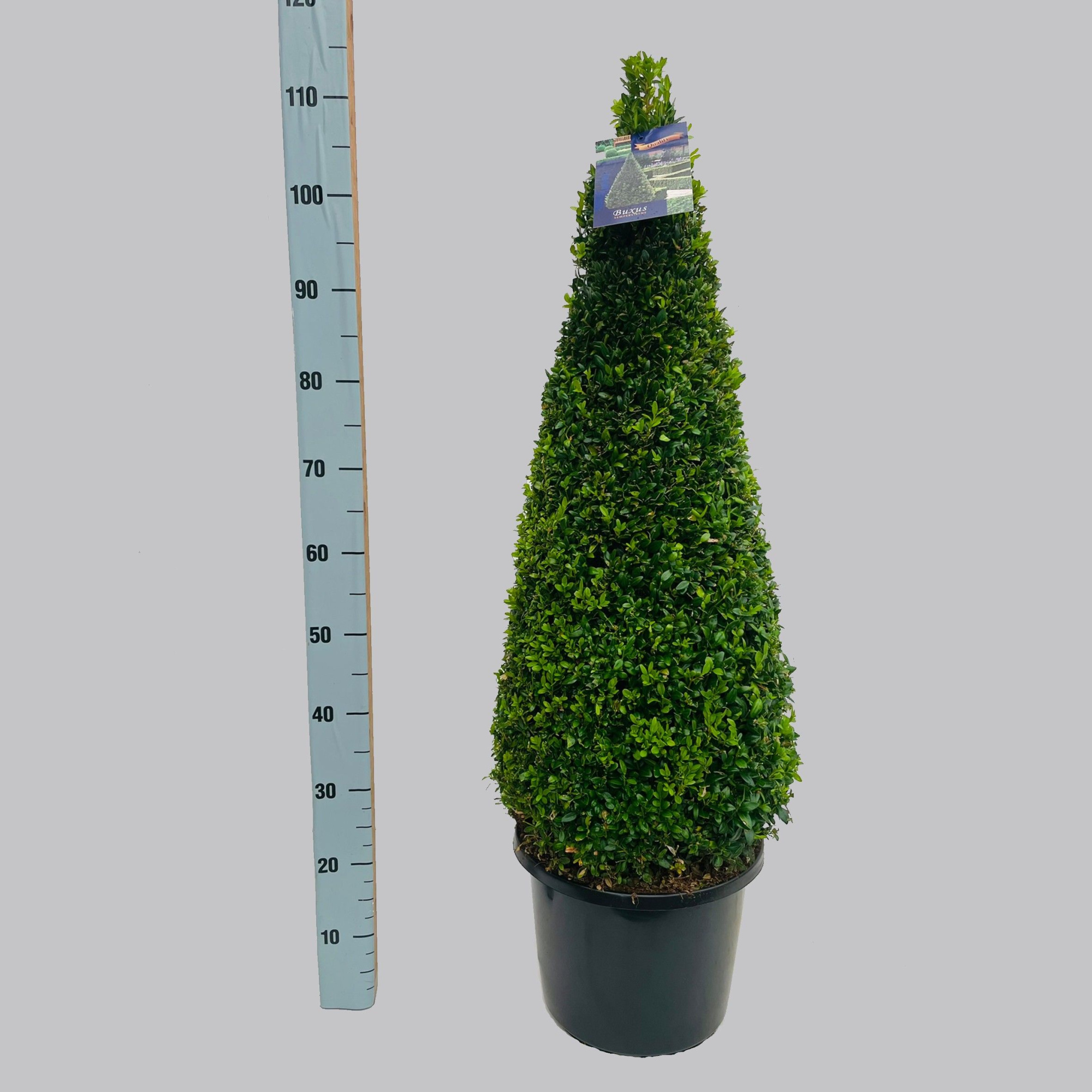 Buxus semp. 80-90 cm P32, D 32 cm
