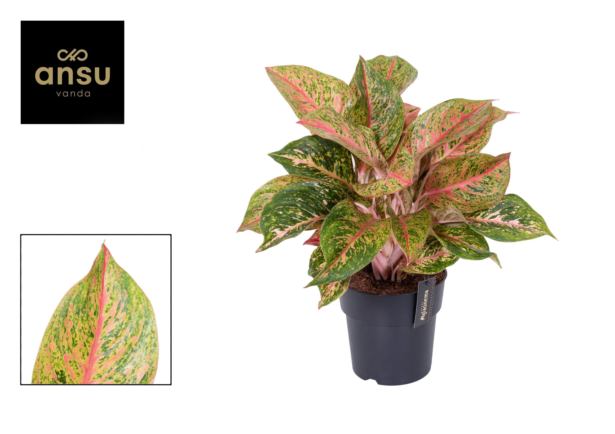Aglaonema Samba Red, D 19 cm