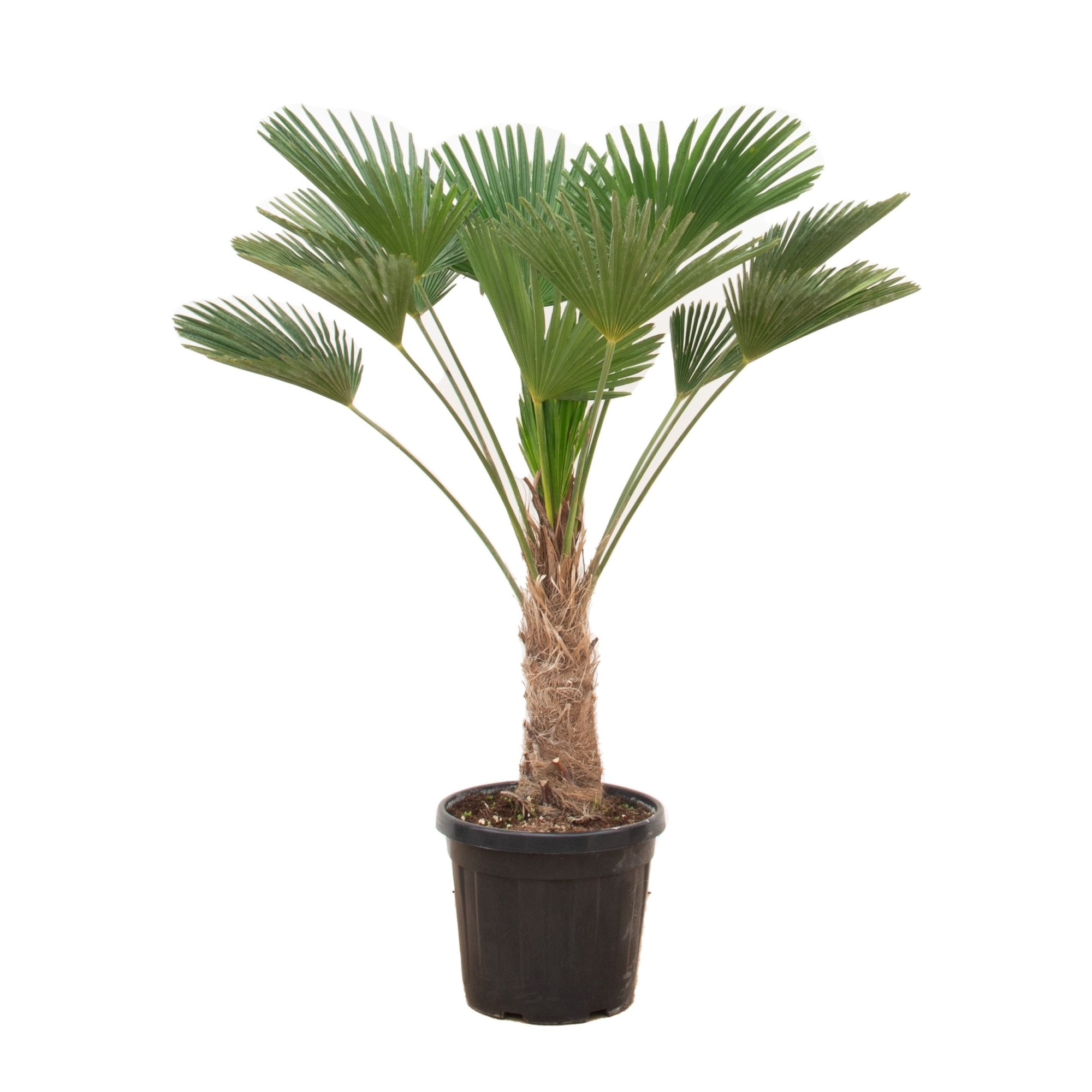 Trachycarpus Wagnerianus - 120cm, D 30 cm