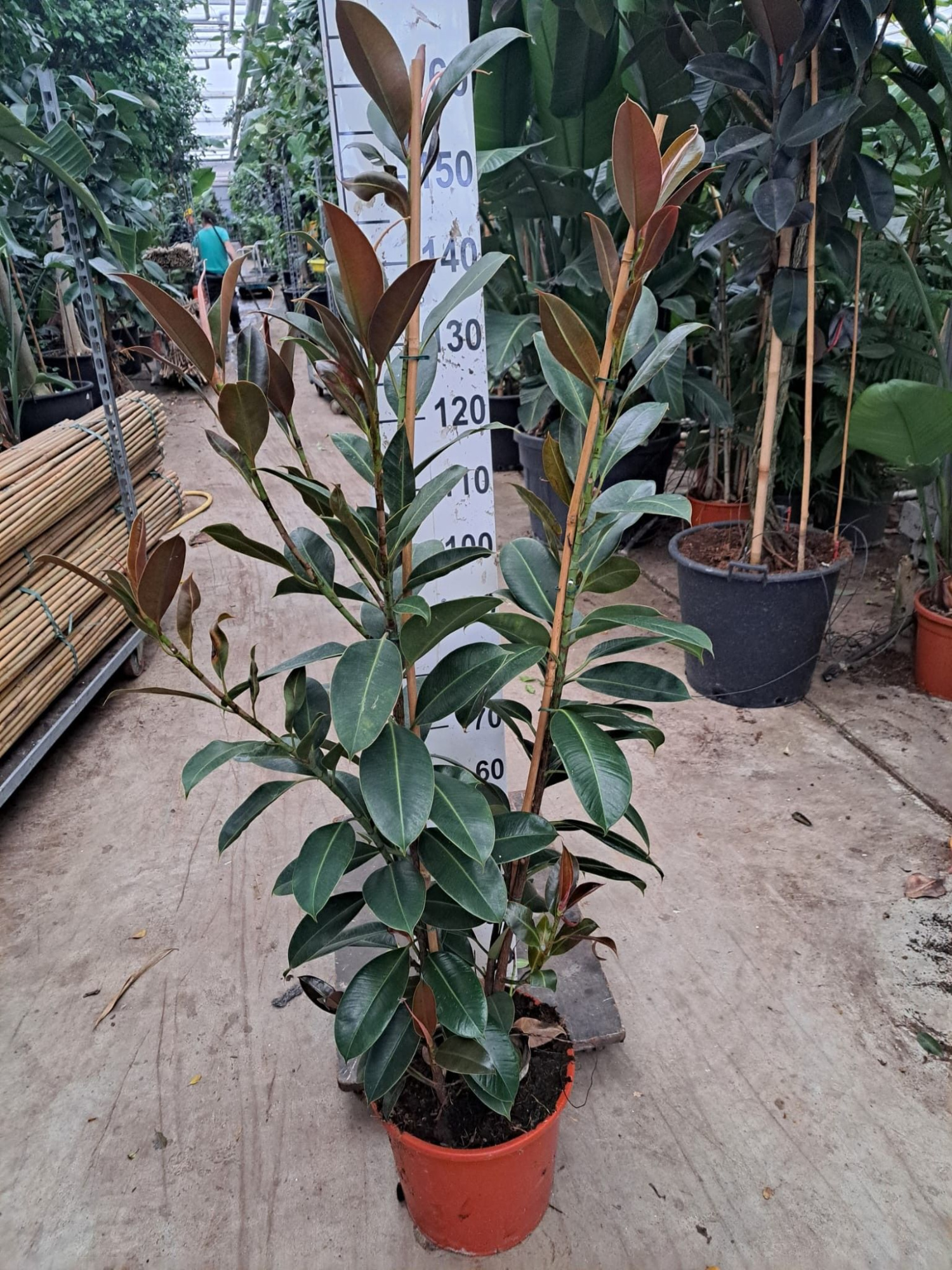 Ficus Elastica Melany toef, D 30 cm