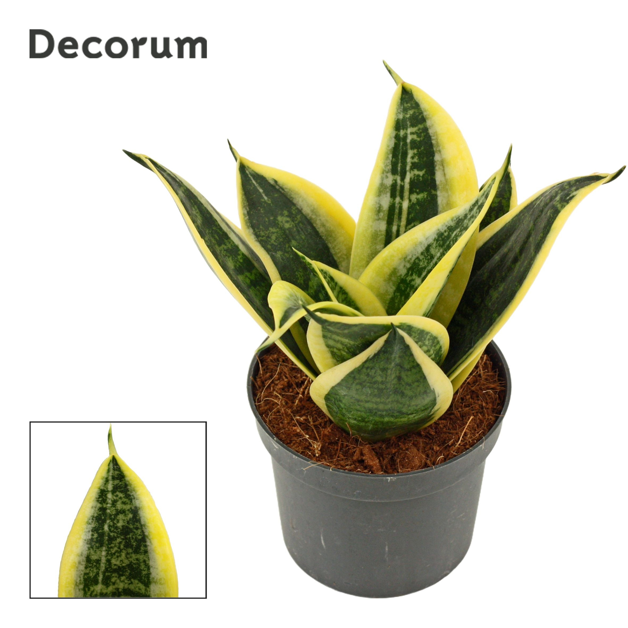 Sansevieria hahnii 9 cm Sunrise (Decorum), D 9 cm