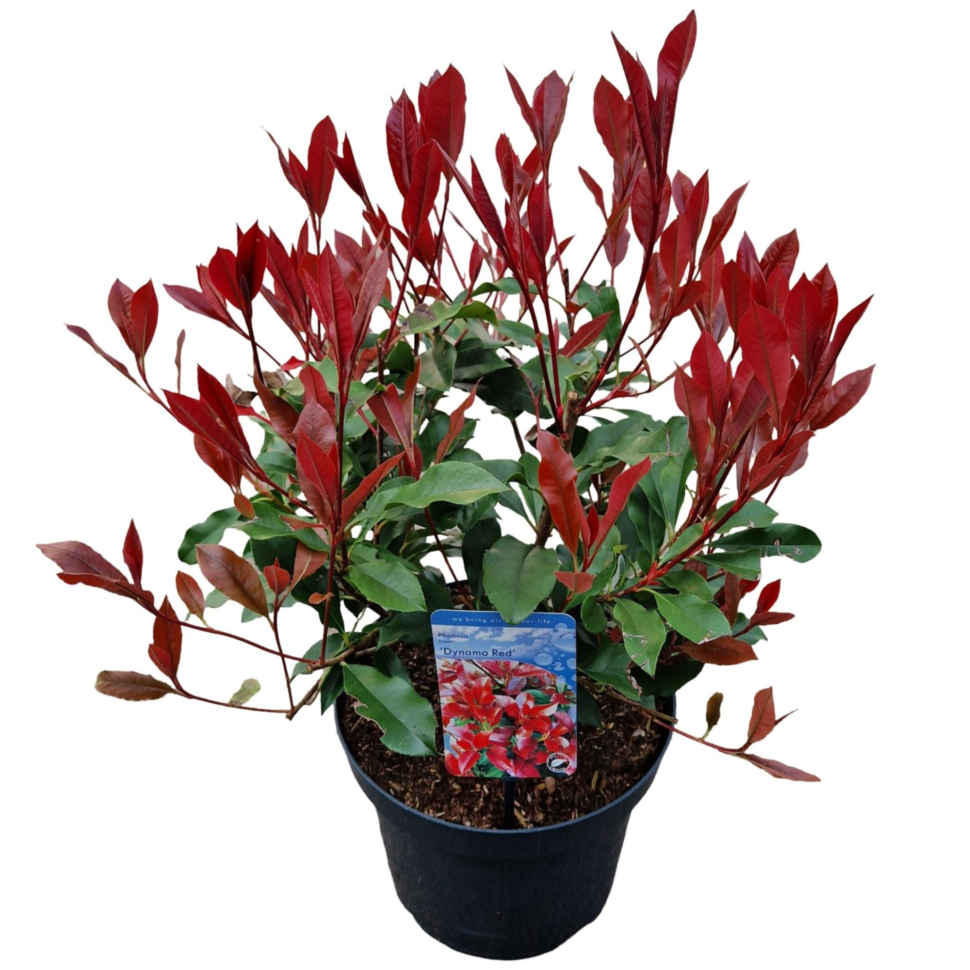 Photinia fraseri 'Dynamo Red', D 26