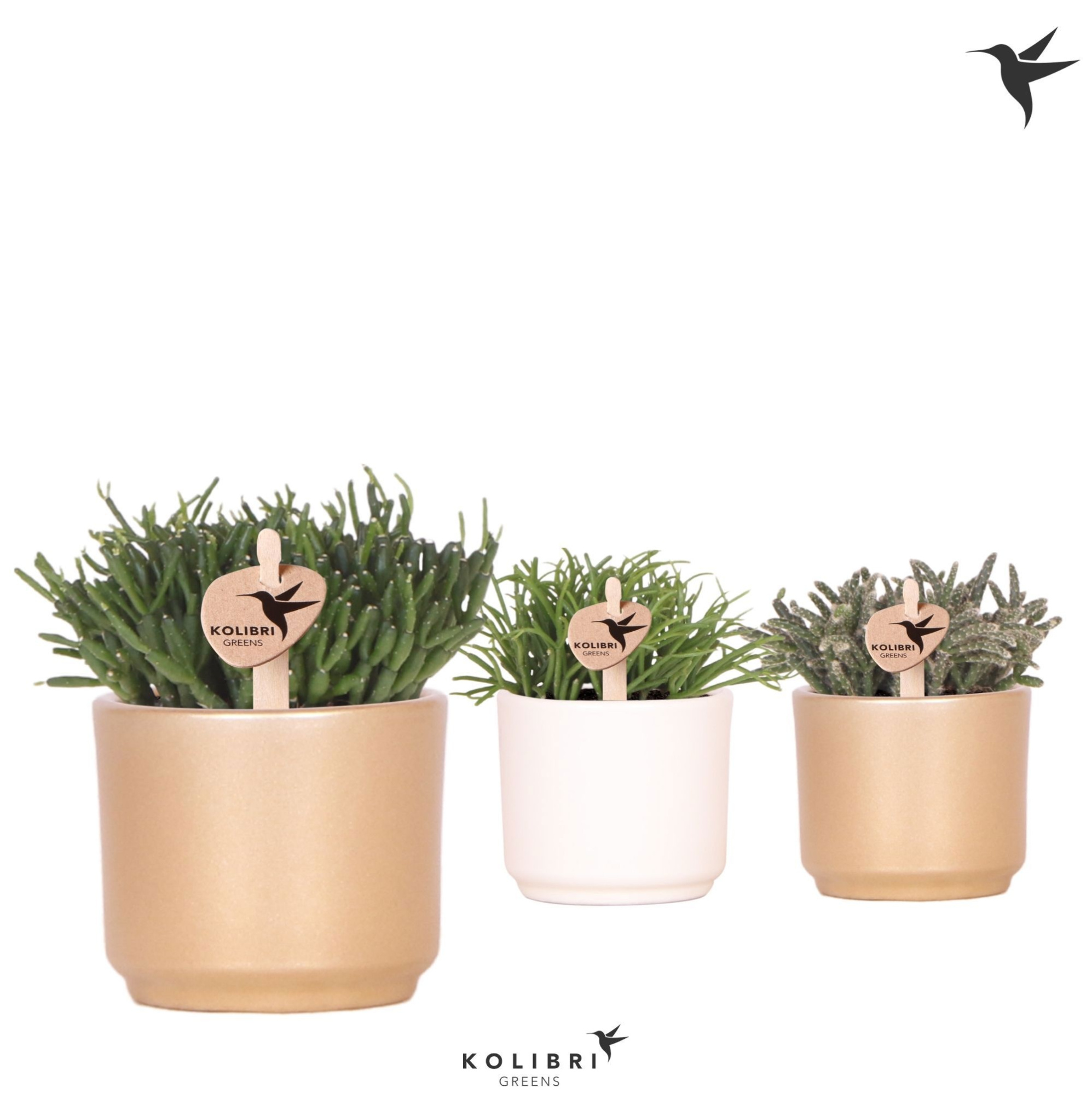 Kolibri Greens Rhipsalis mix in Simplicity pot mix, D 6