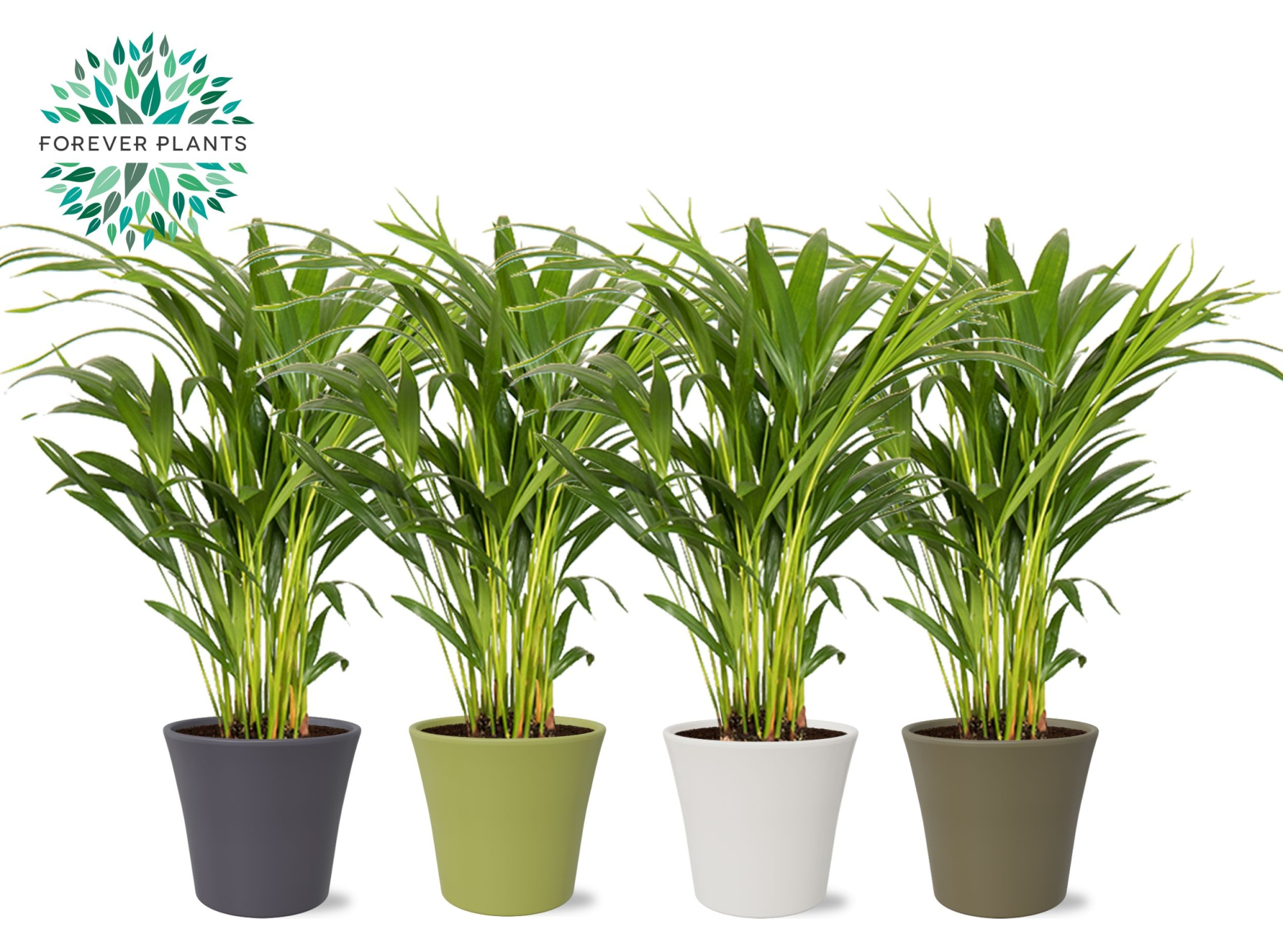 Areca Dypsis lutescens p14 in COCO Keramiek, D 14