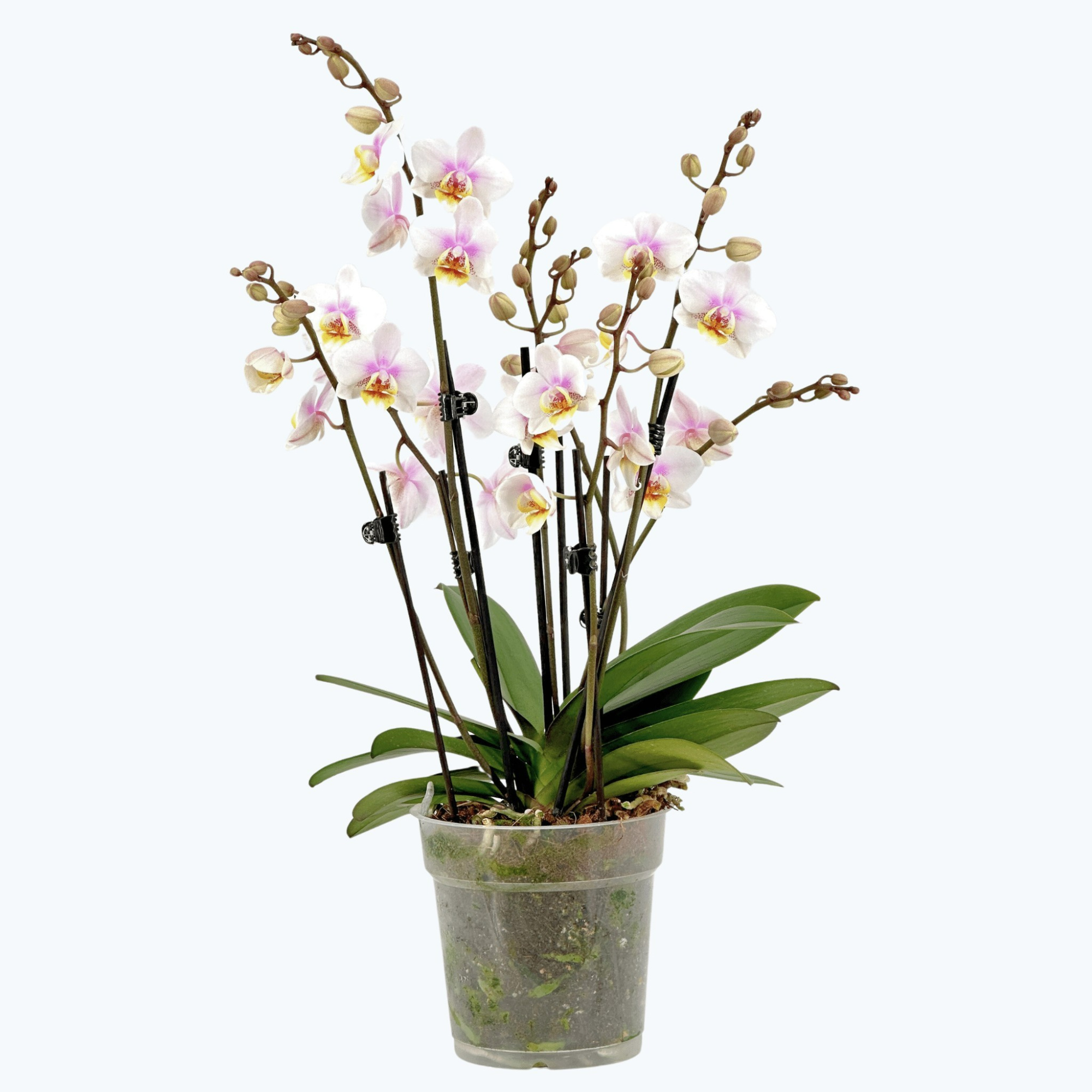 Phal. 7+ Tak San José 'Two of Us', D 12 cm