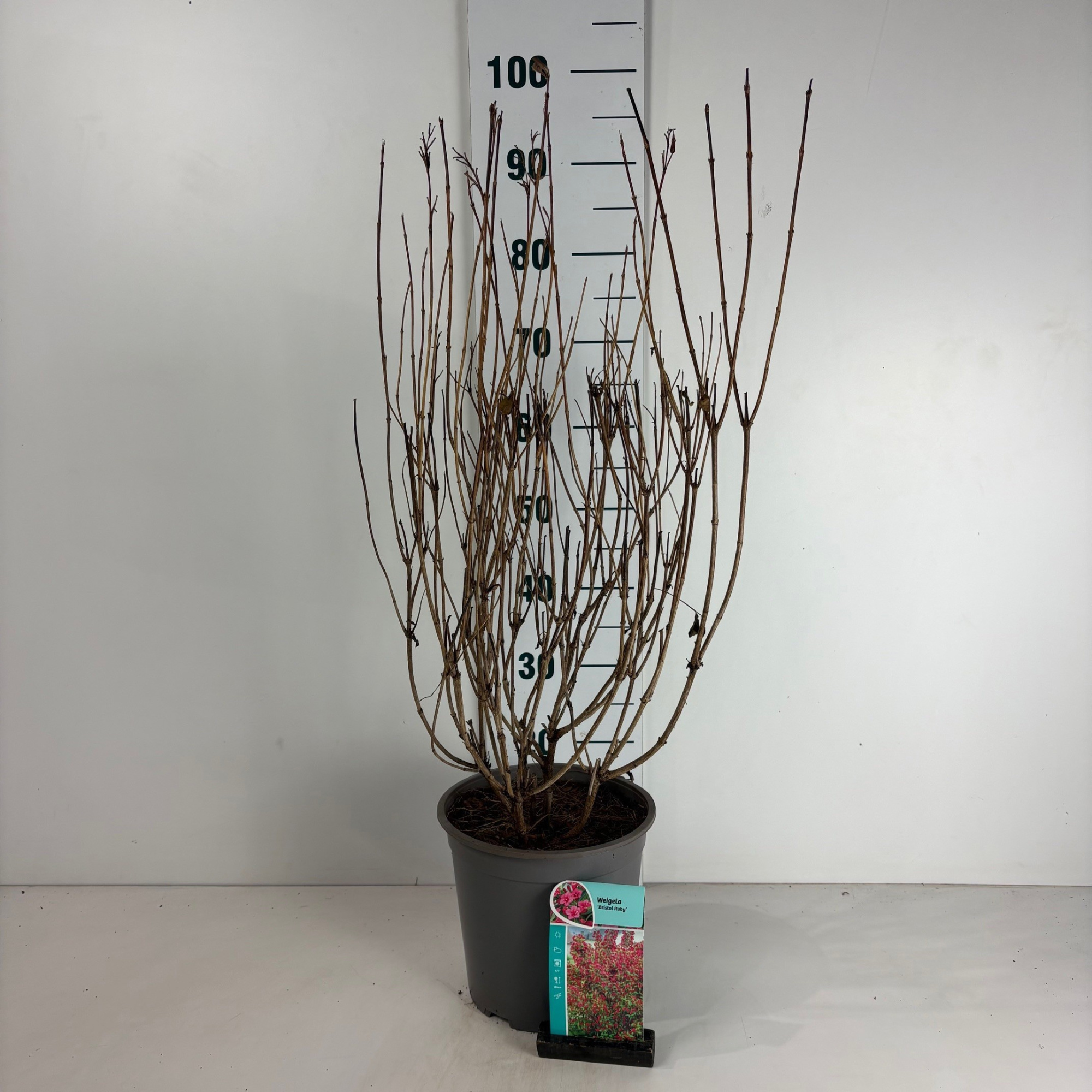 Weigela Bristol Ruby, D 24