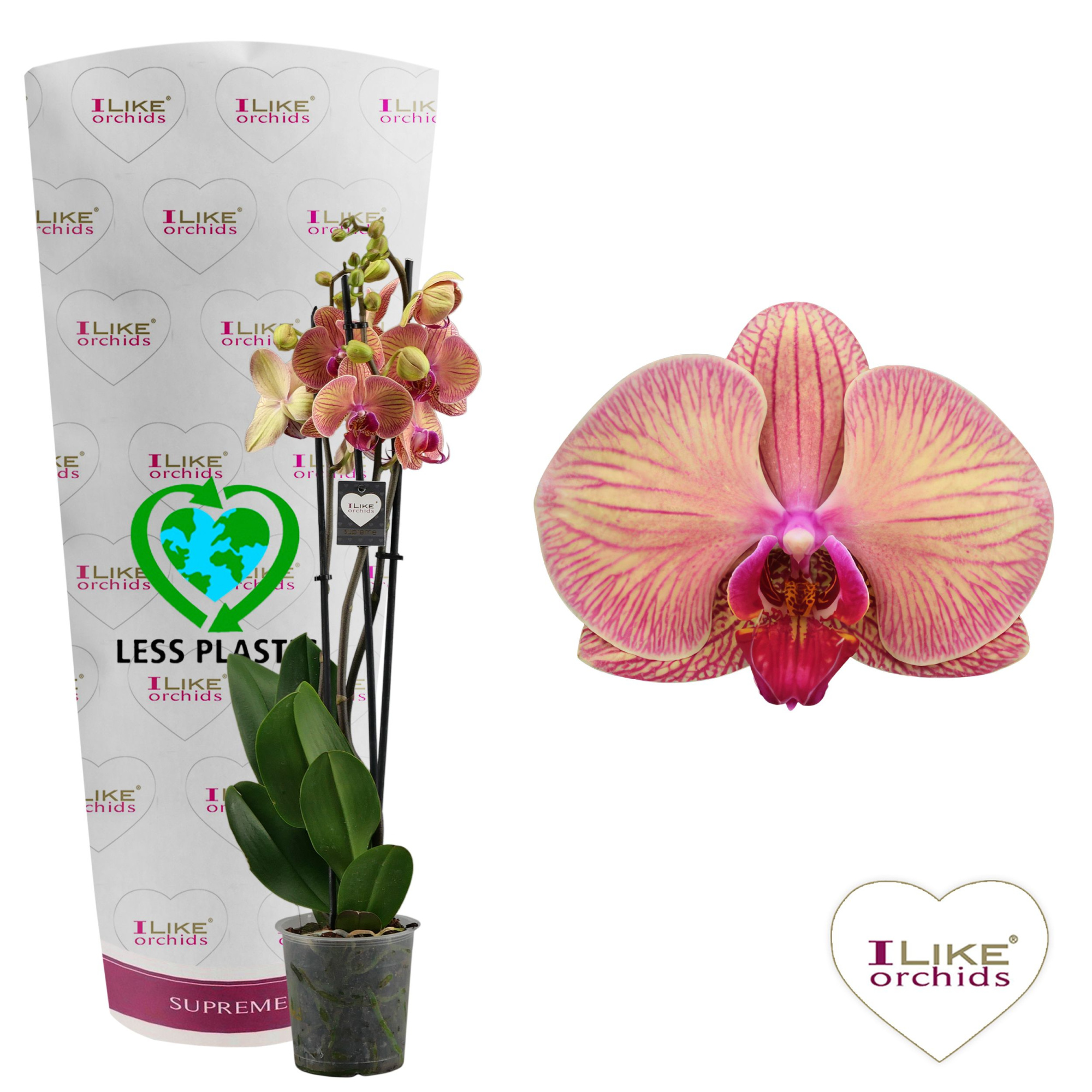 Phalaenopsis Golden Leopard - 3 tak 80cm (Less Plastic), D 12
