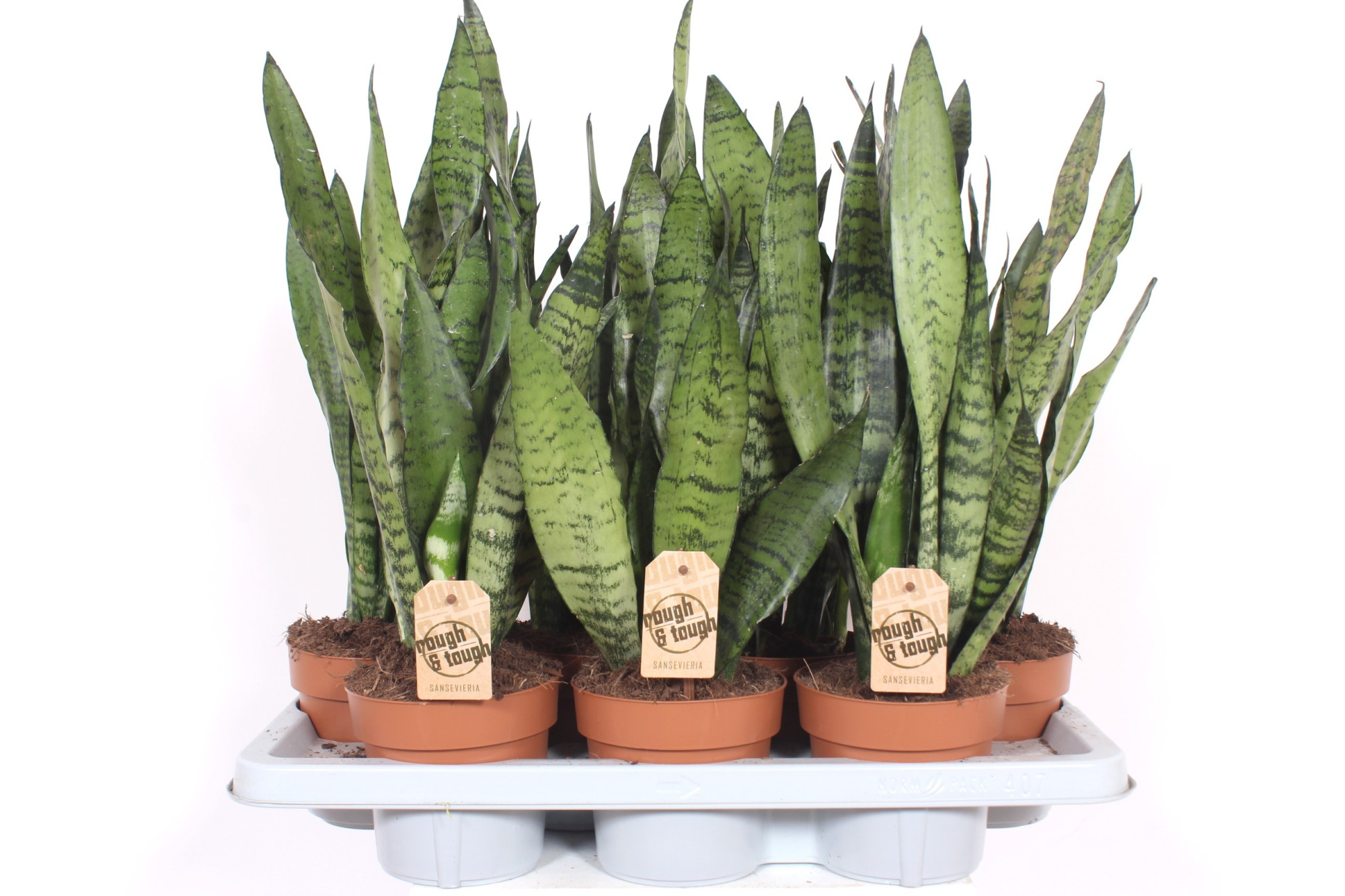 Sansevieria zeylanica, D 14 cm