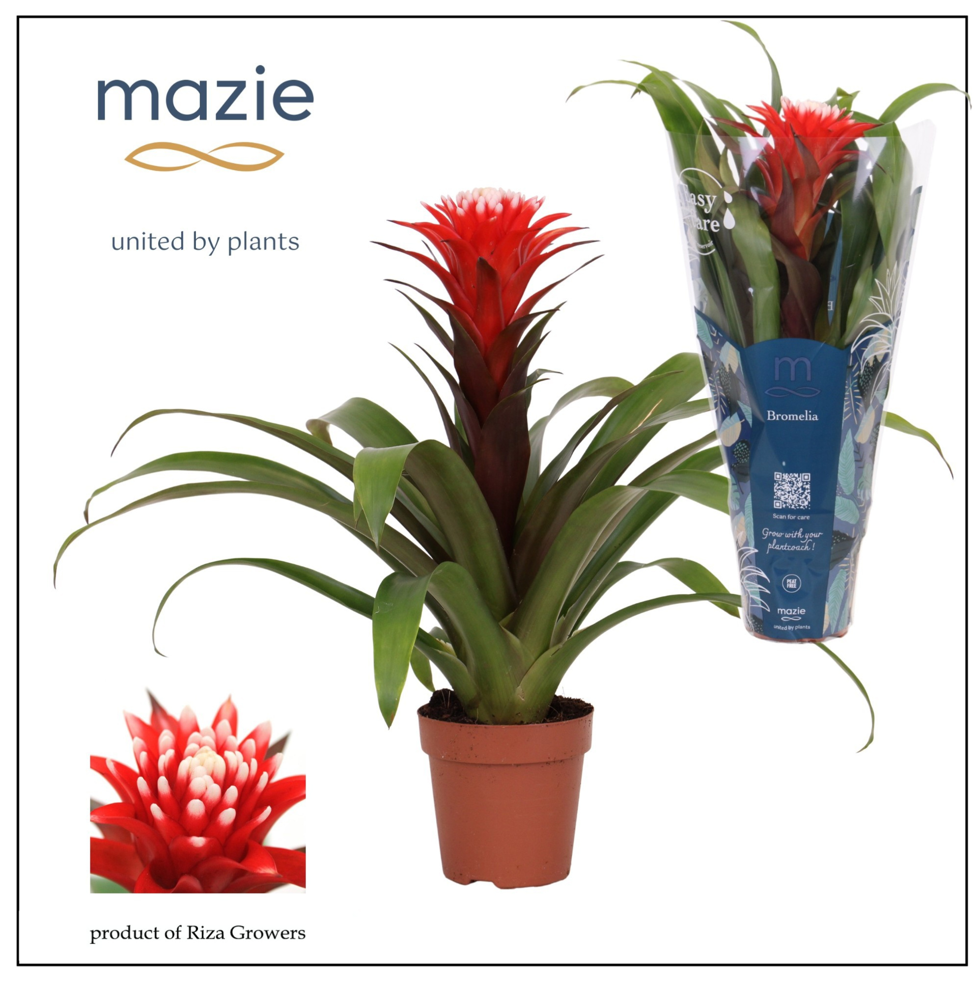 Guzmania Rockyflower Hope - 12cm | Mazie, D 12 cm