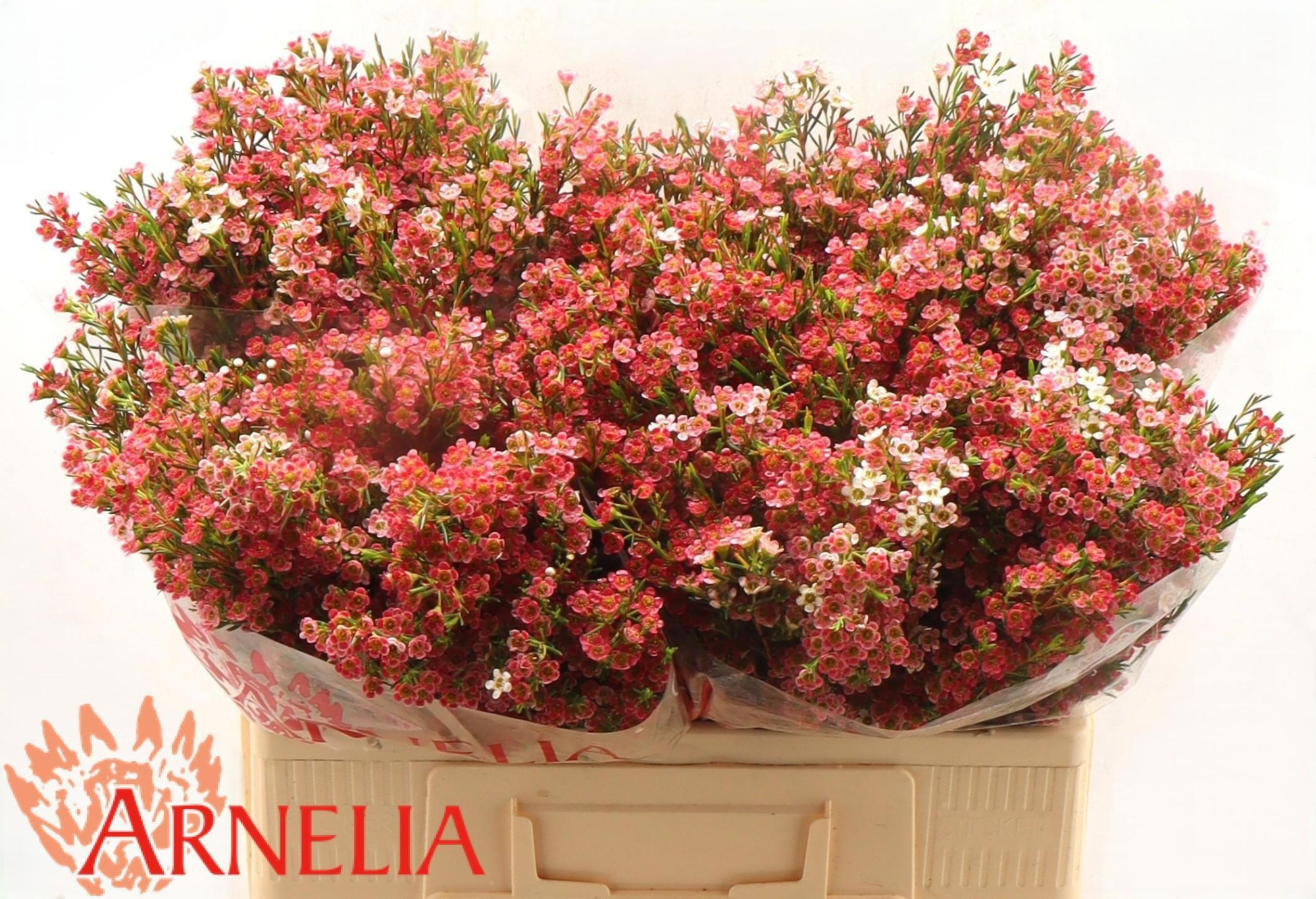 Шамелациум Май Свит Сикстин 55, шт.