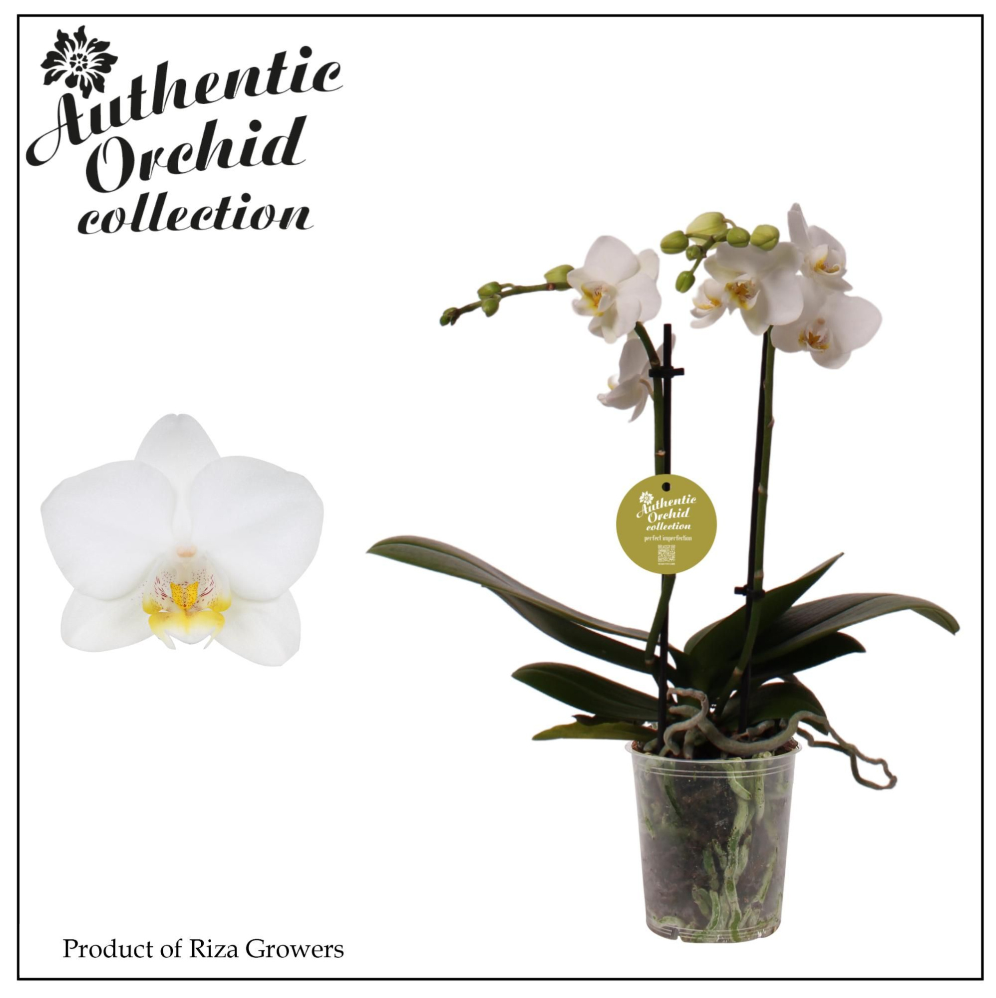 Phalaenopsis Multi White 2 spike - 9cm | Authentic, D 9 cm
