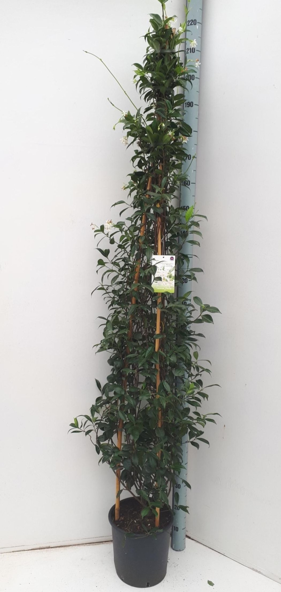 Tachelospermum jasminoides, D 32
