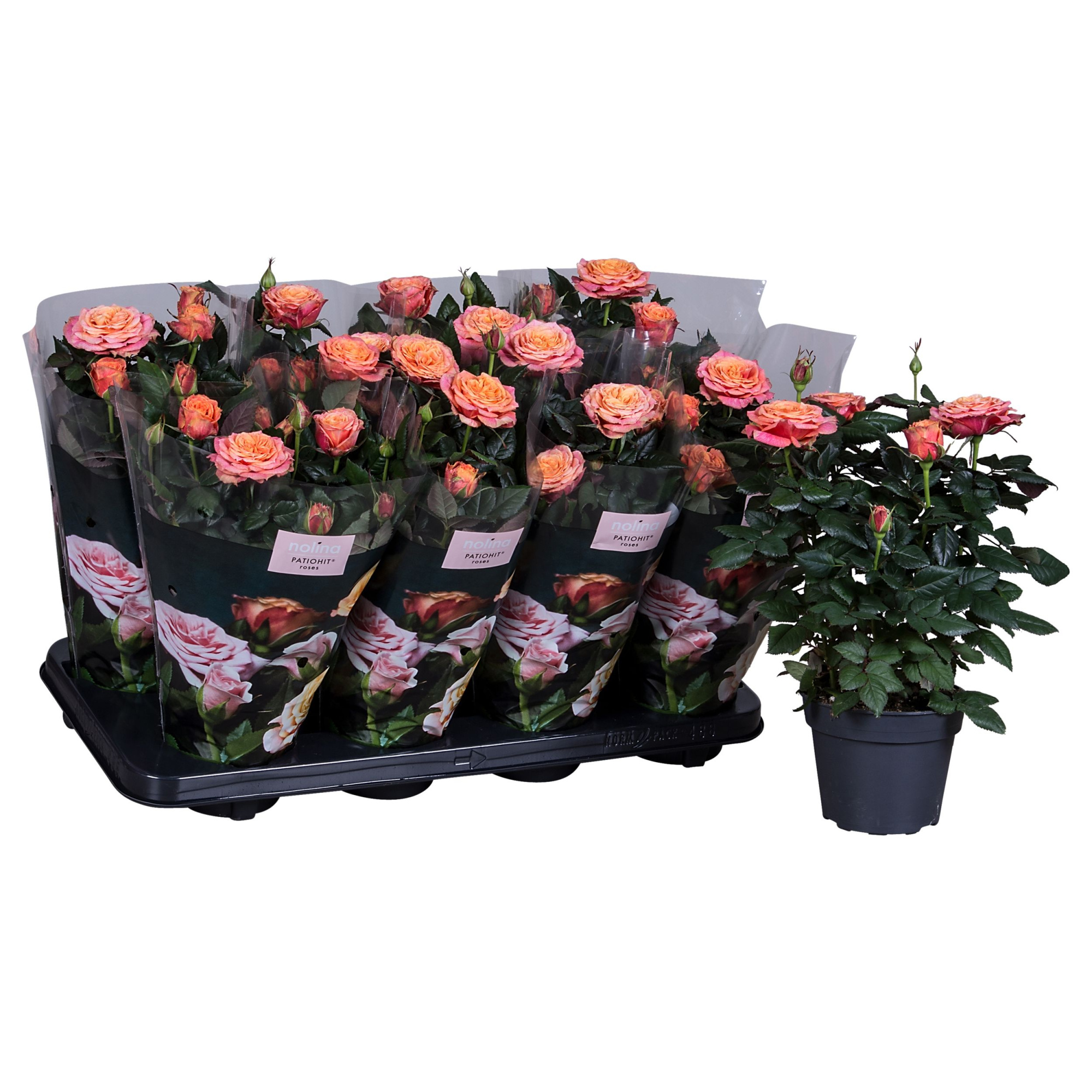 Nolina Roses Ø 13 cm Orange st. 2-3, D 13 cm