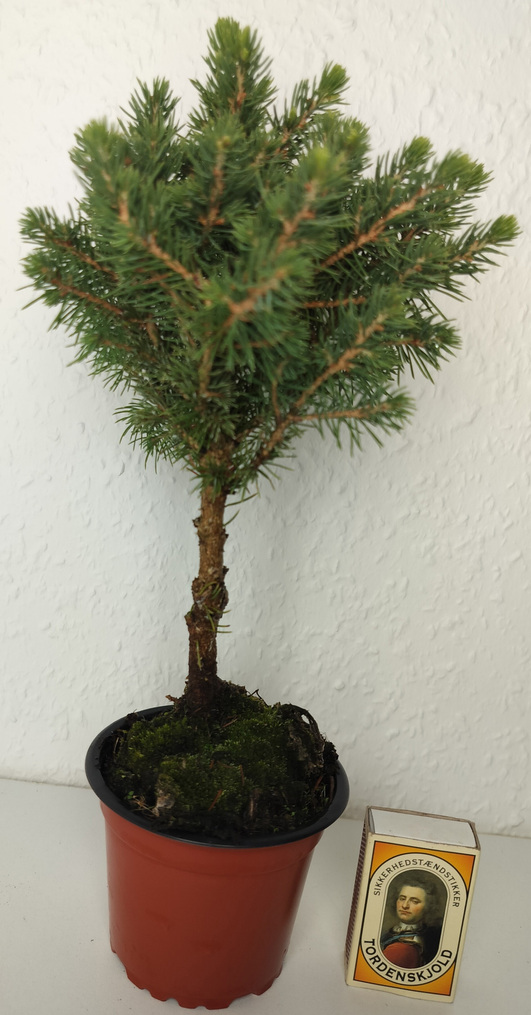 PICEA GLAUCA 'PERFECTA', D 9 cm