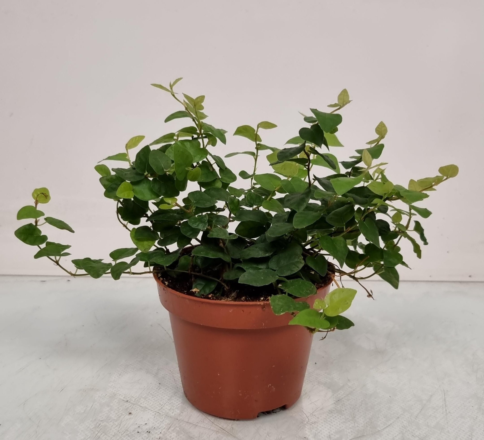 Ficus pumila Nieuw Leven, D 11