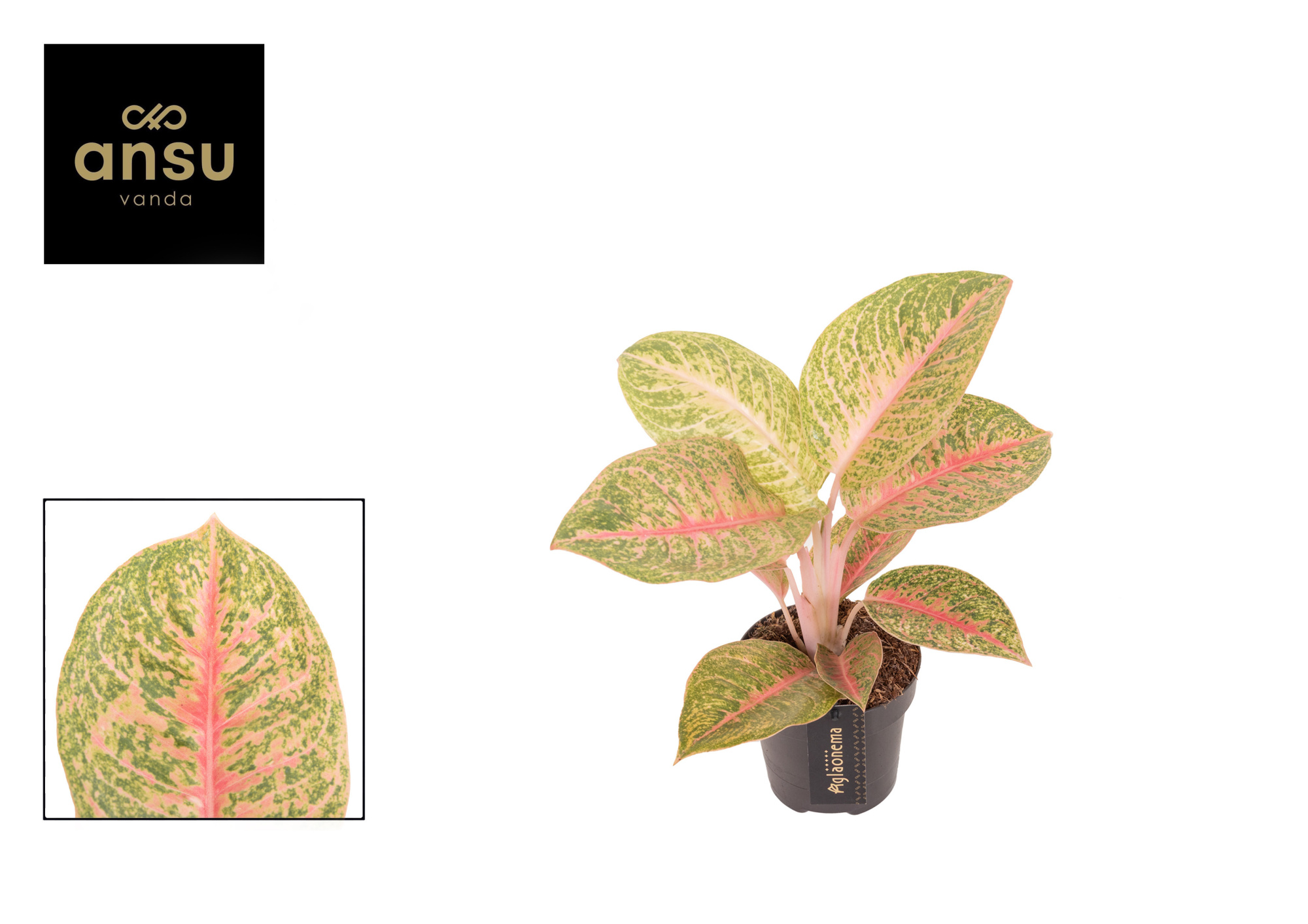 Aglaonema Vermillion Red, D 12