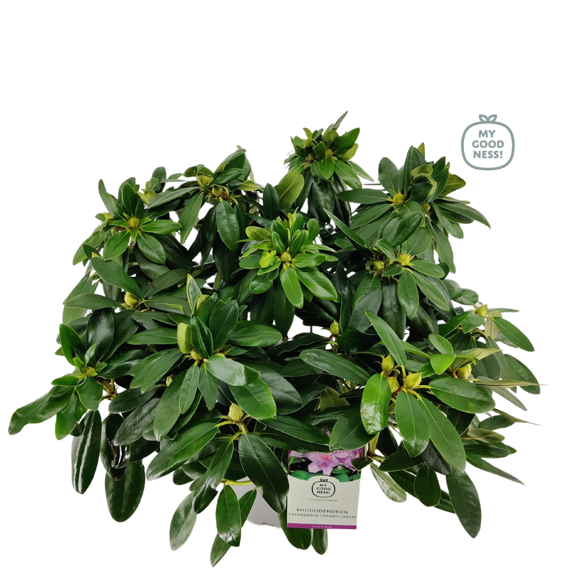Rhododendron 40-50 /5 liter 'Catawbiense Grandiflorum', D 23 cm