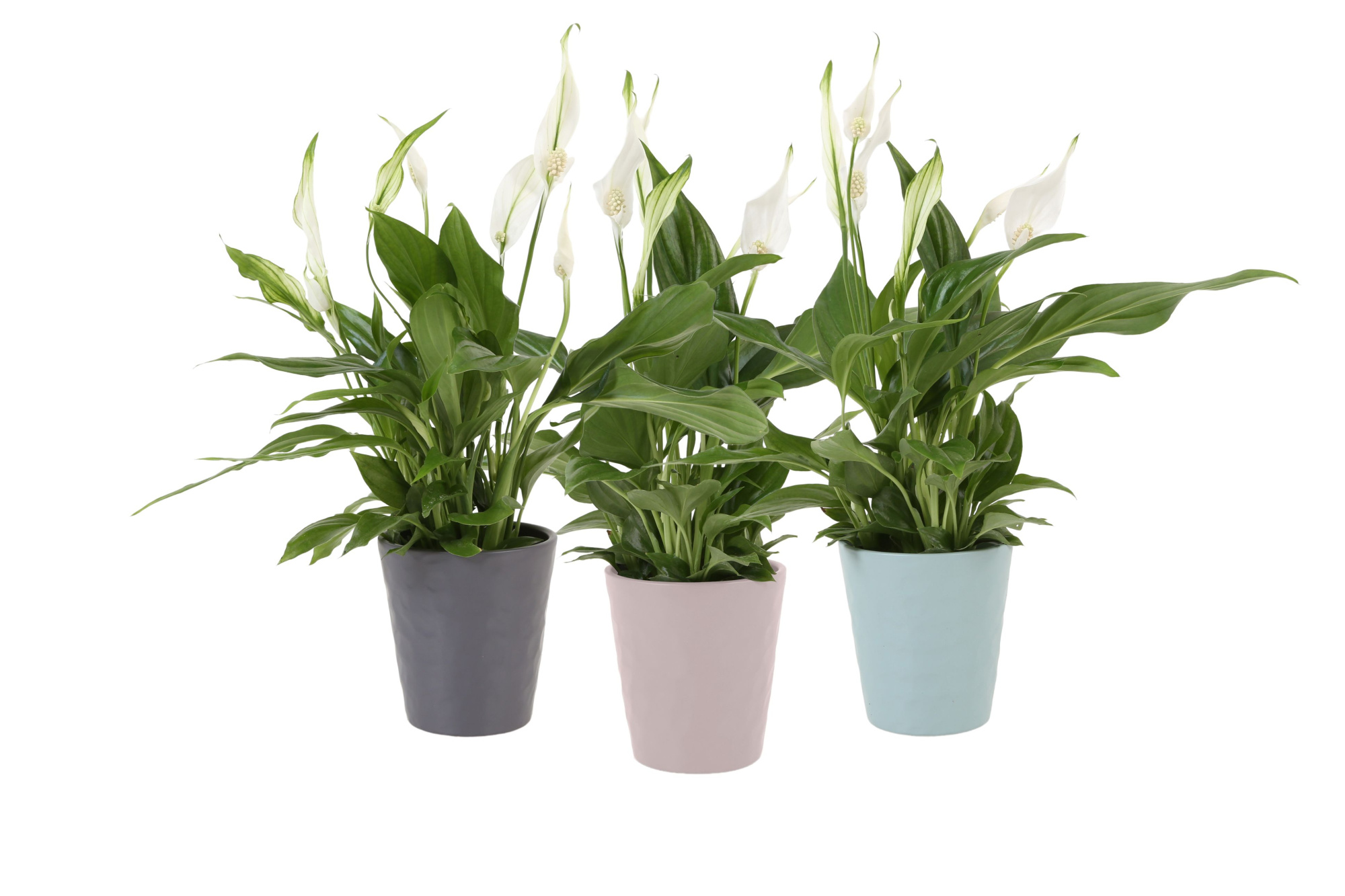 KP-727.2 - Spathiphyllum Pearl 9cm in trendy keramiek new colors, D 9 cm