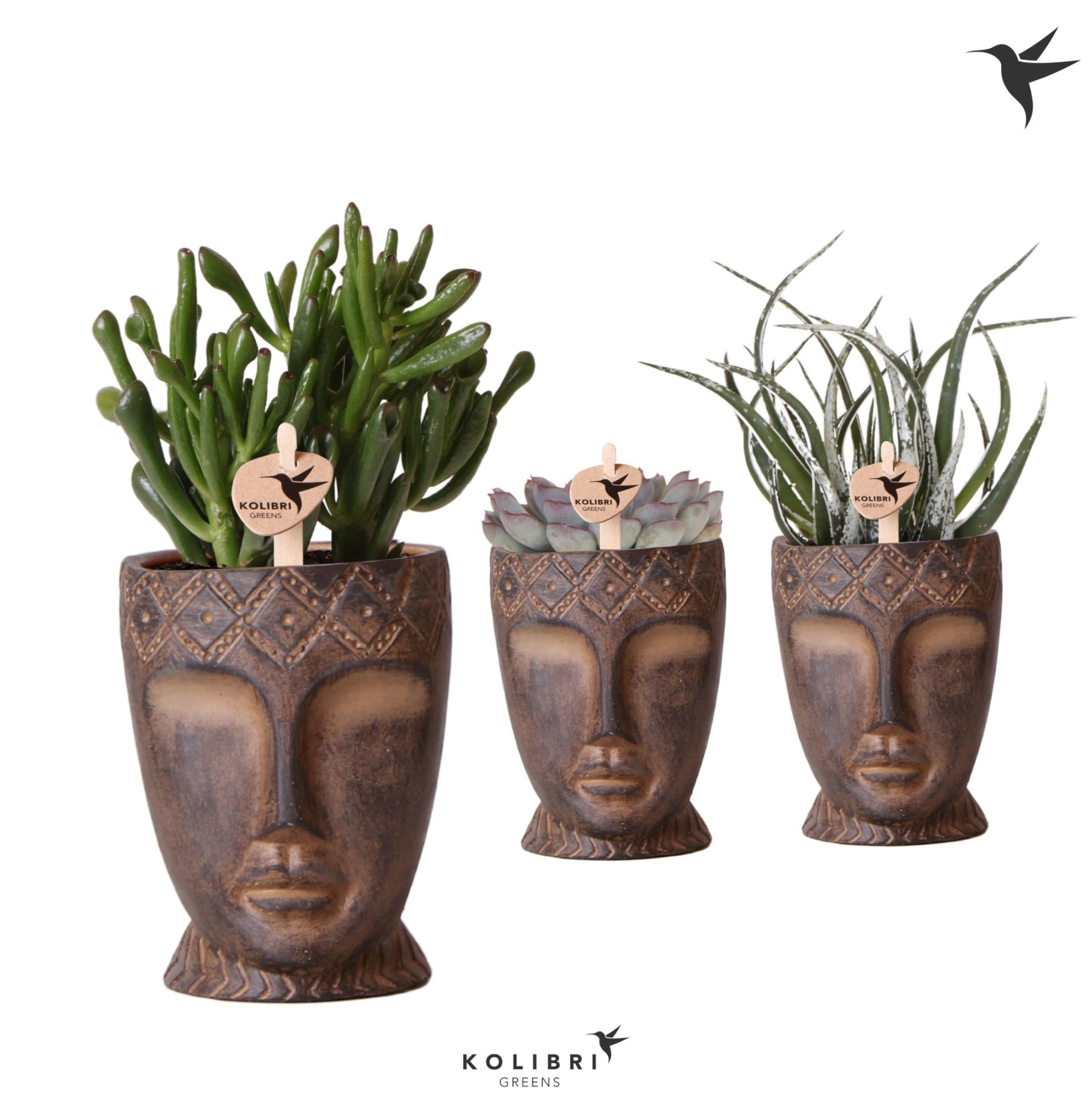 Kolibri Greens Succulenten mix in Totem Mask pot, D 9 cm